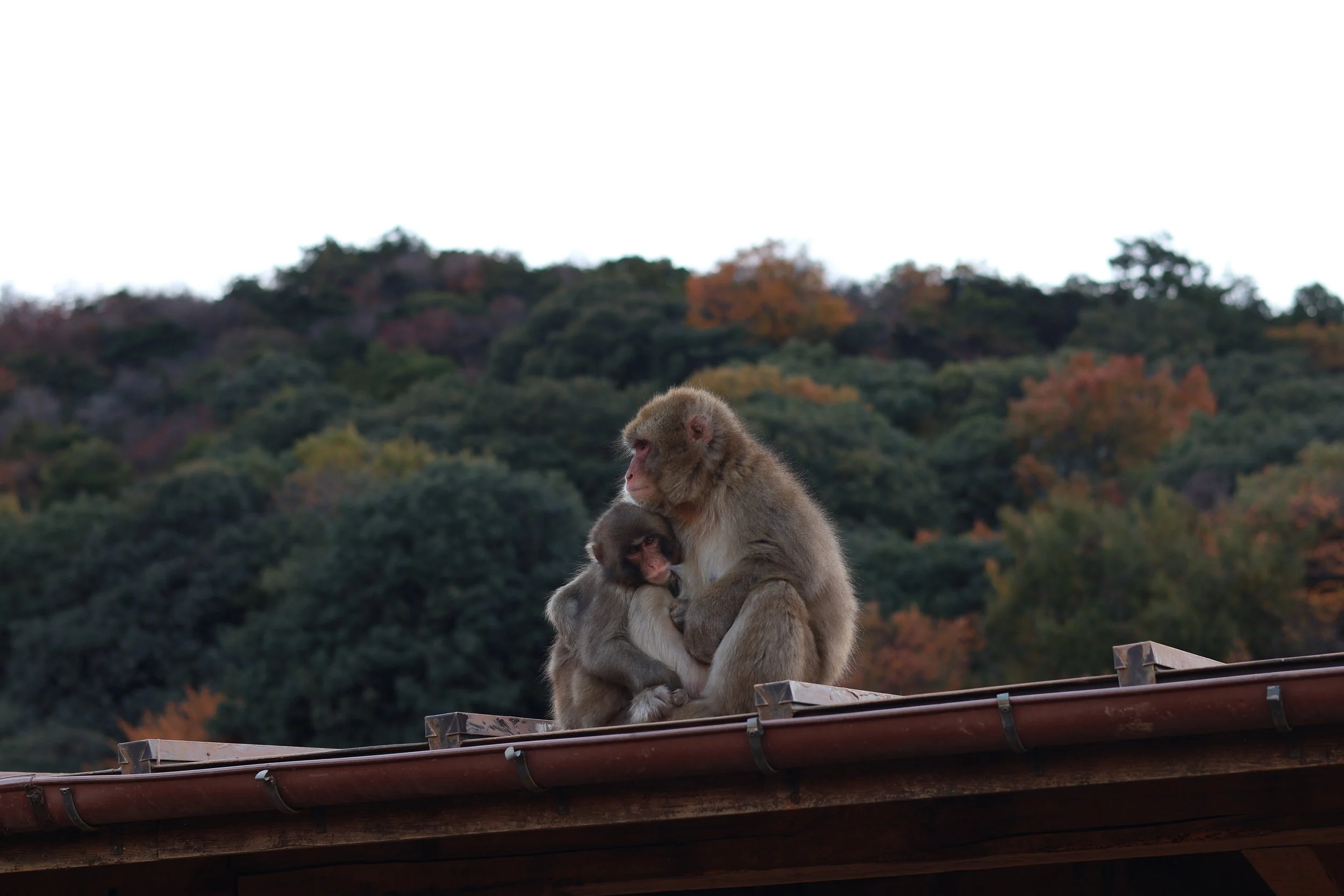 Deux singes, un adulte et un jeune, assis ensemble sur un toit en bois, avec un arrière-plan de forêt aux couleurs d'automne.