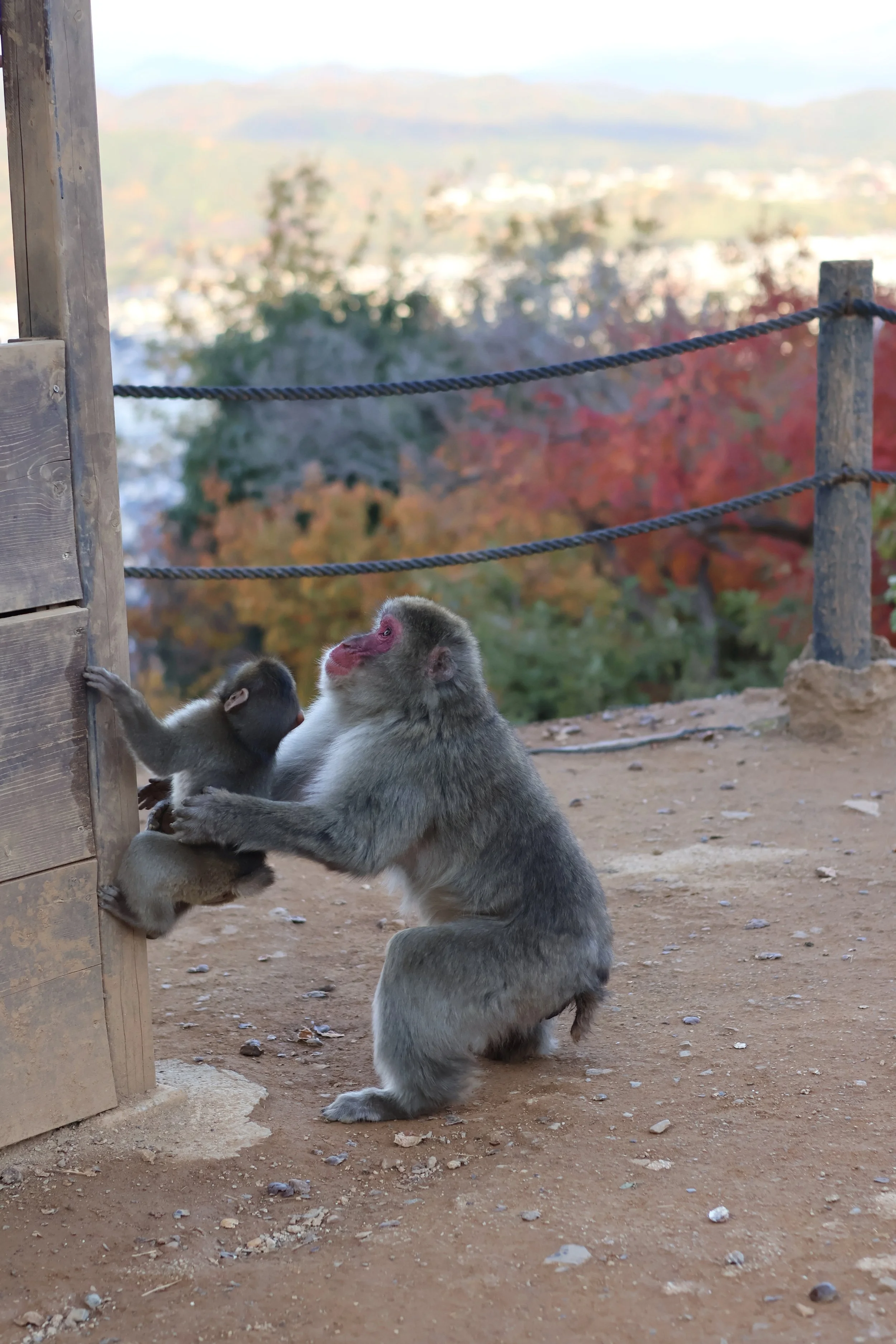 Une mère macaque avec un bébé macaque joue près d'une clôture en bois, avec un fond de végétation et de montagnes en automne.