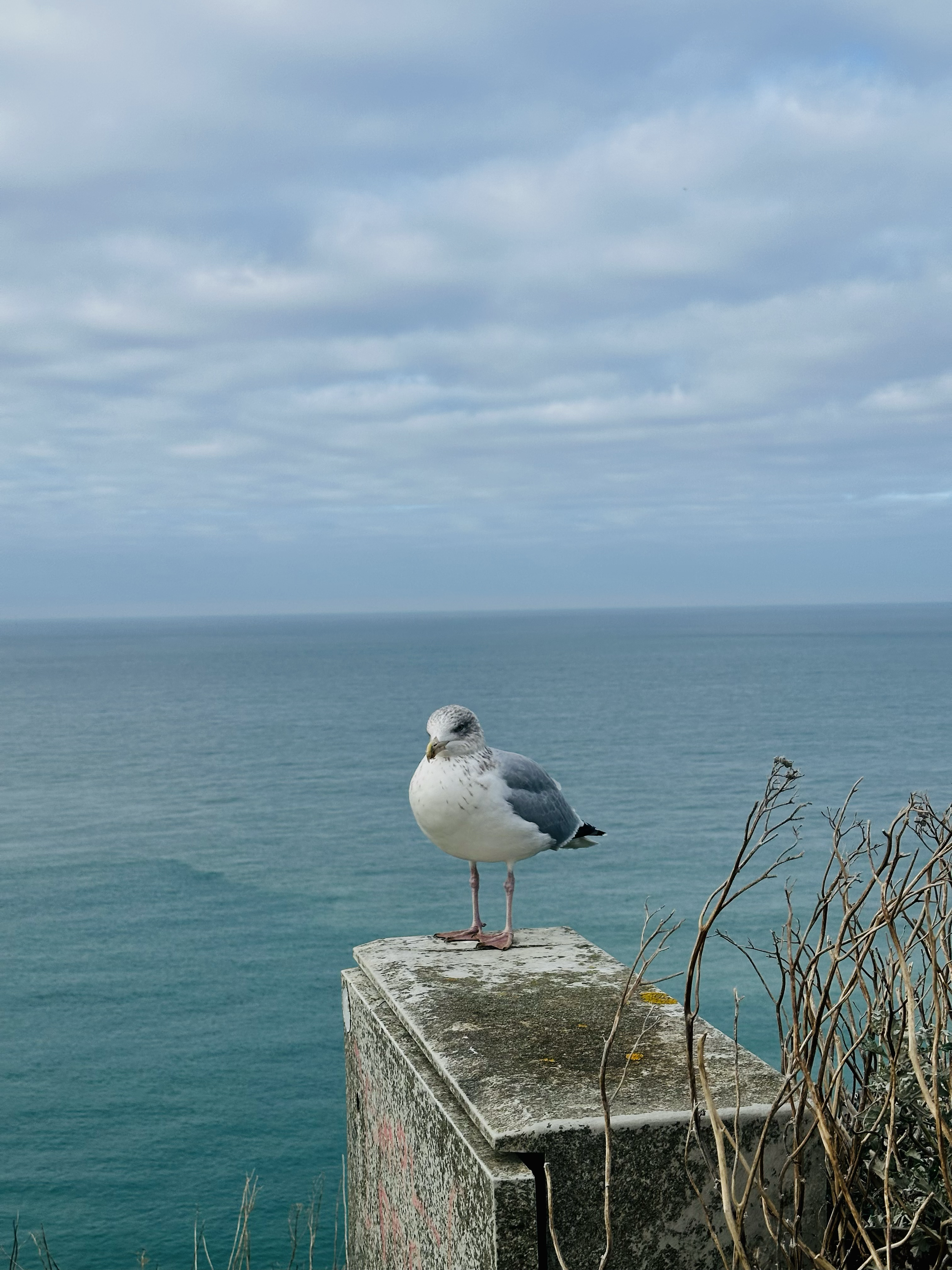 Un goéland blanc et gris perché sur une structure en béton près de la mer, avec un ciel nuageux en arrière-plan.