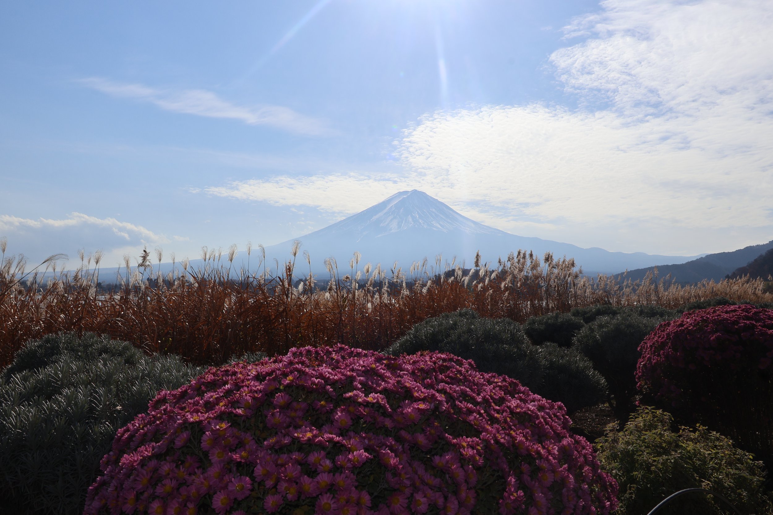 Mont Fuji vu derrière un champ de fleurs roses et des herbes brunes, sous un ciel partiellement nuageux.