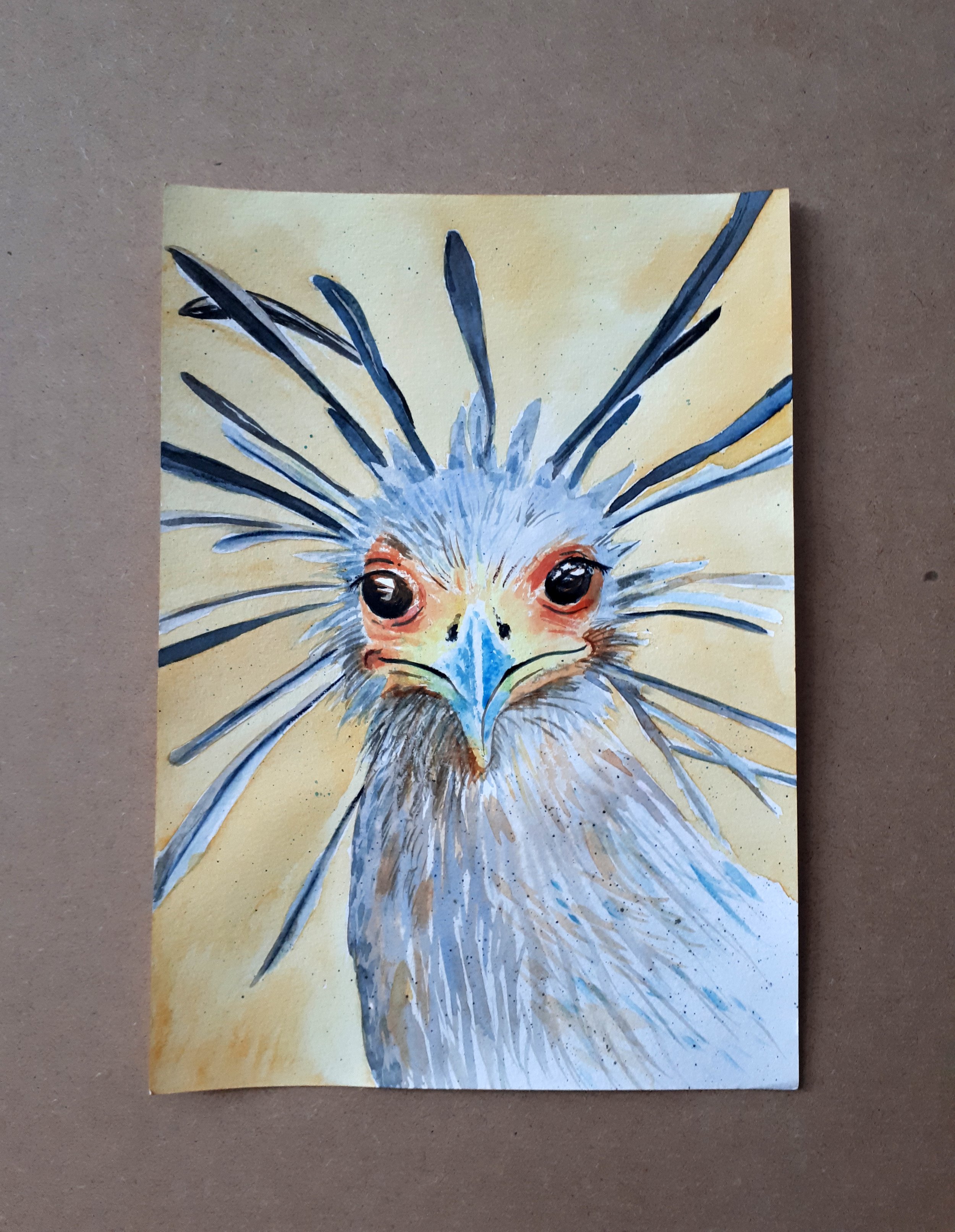 Secretary bird.jpg