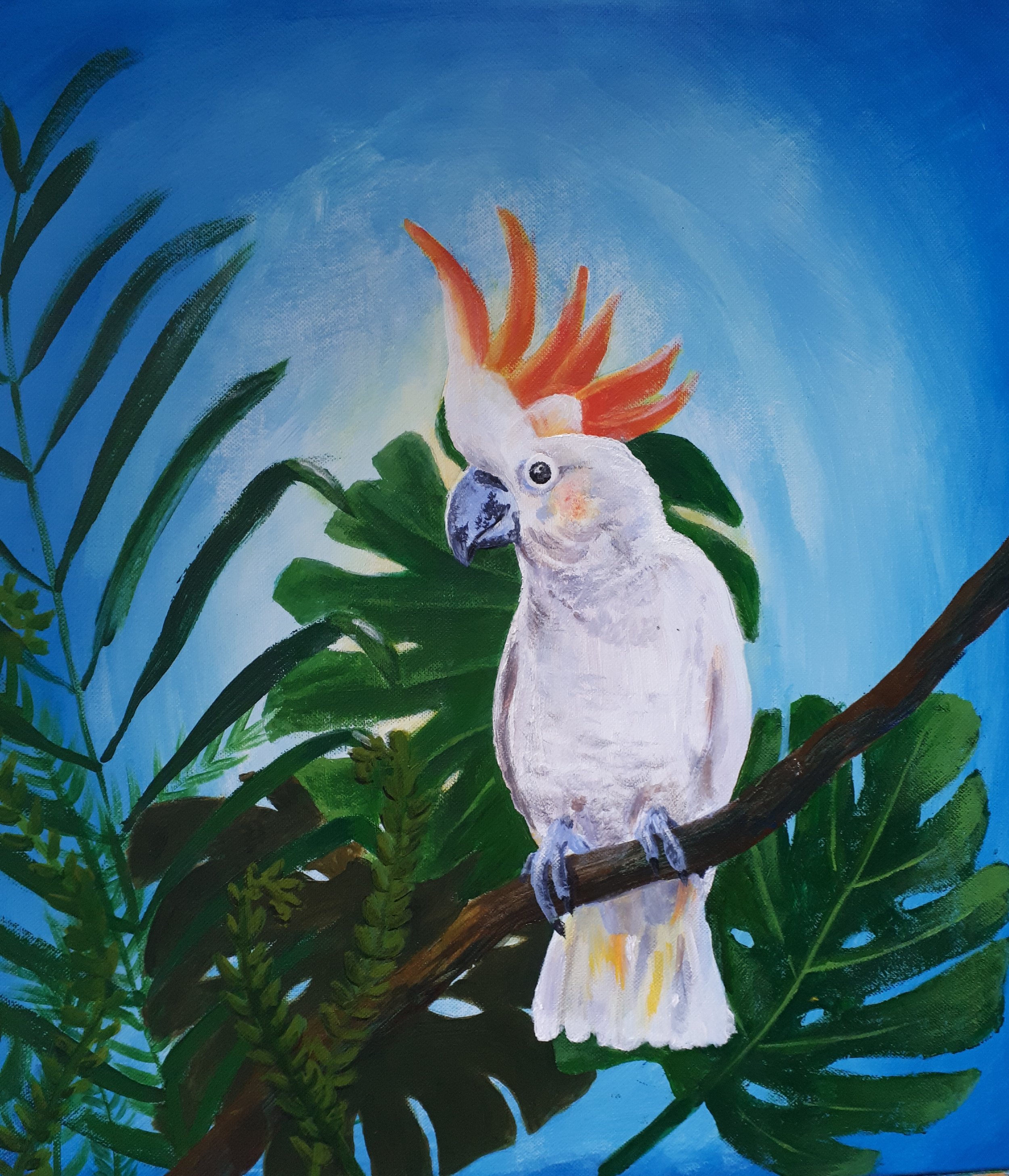 Cockatoo.jpg