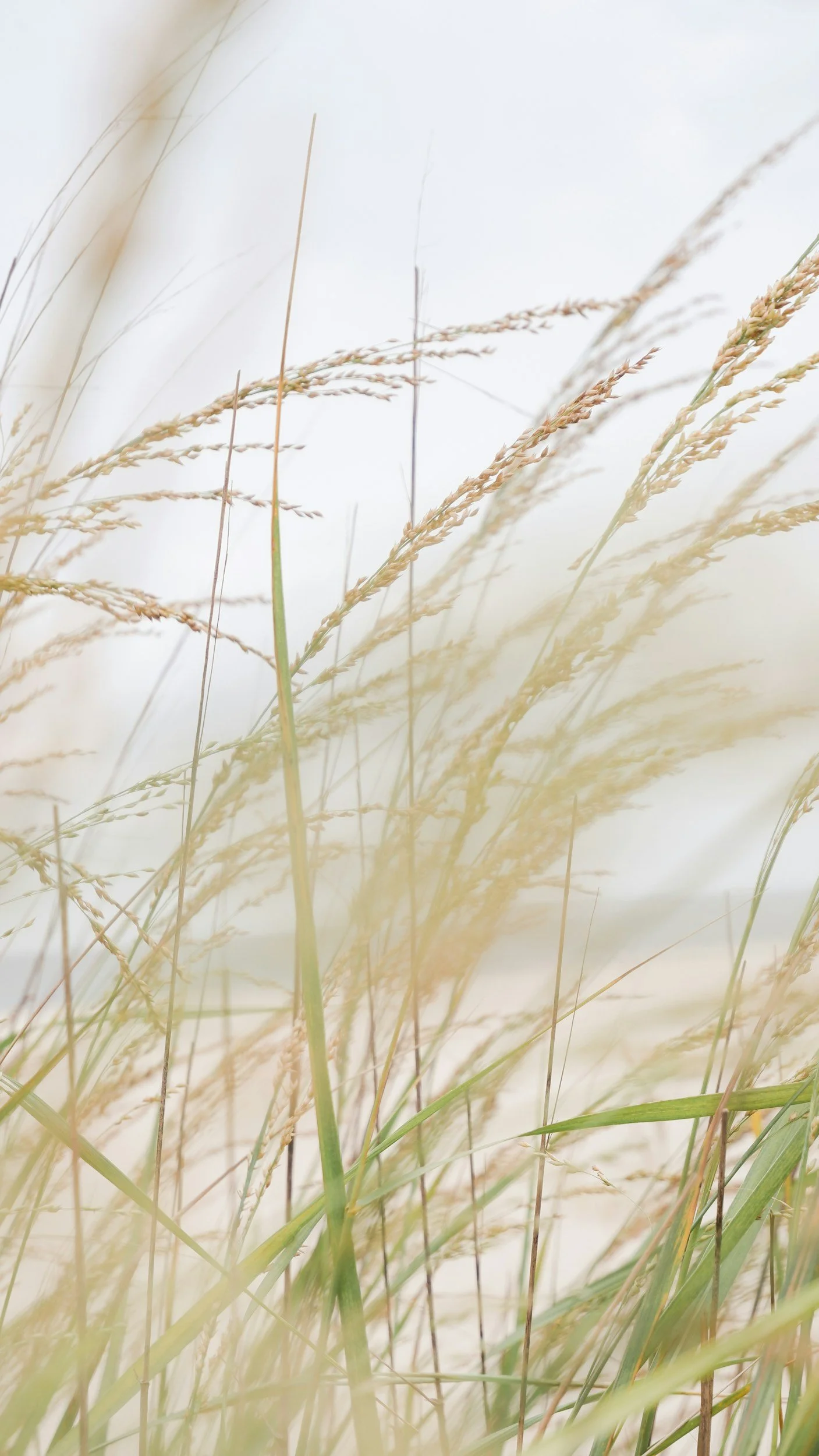 Close-up of tall grass in a field with a soft, blurred background.