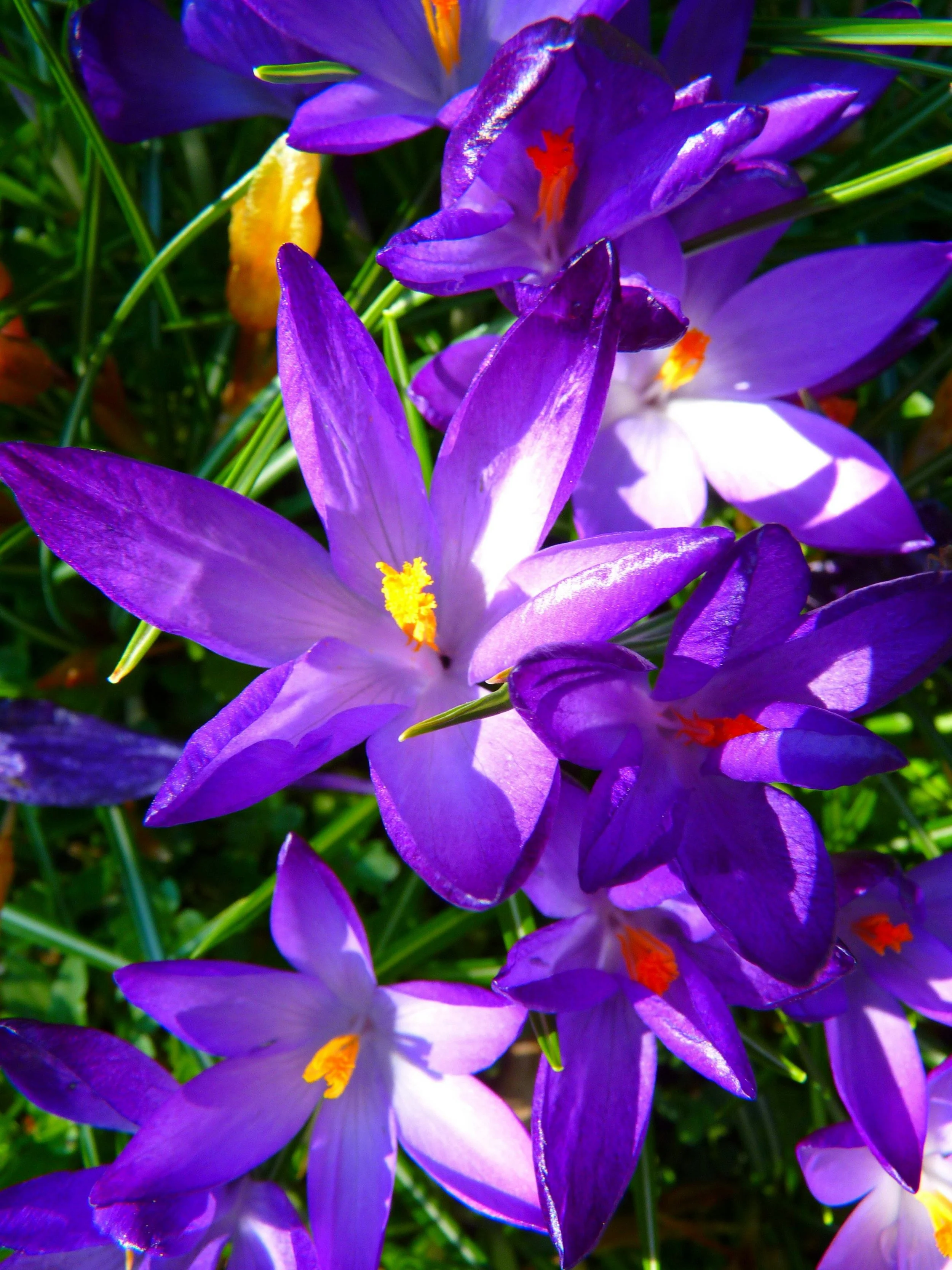 What Is Saffron? A Complete Guide to the World’s Most Precious Spice