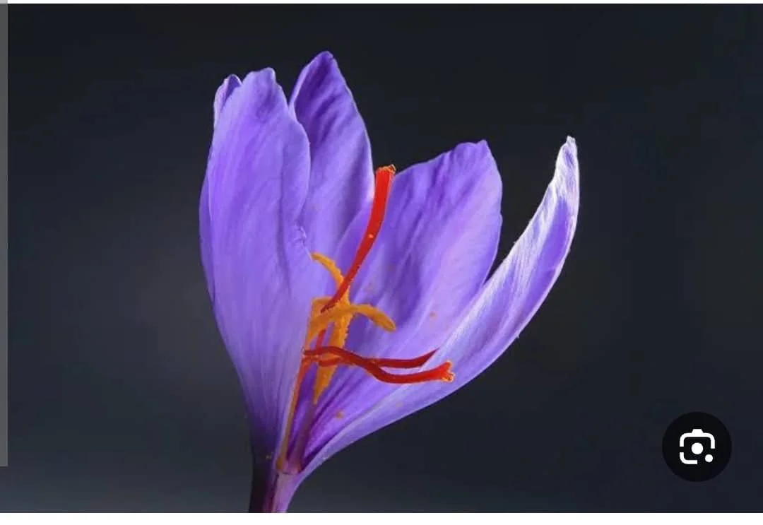 What is Saffron?