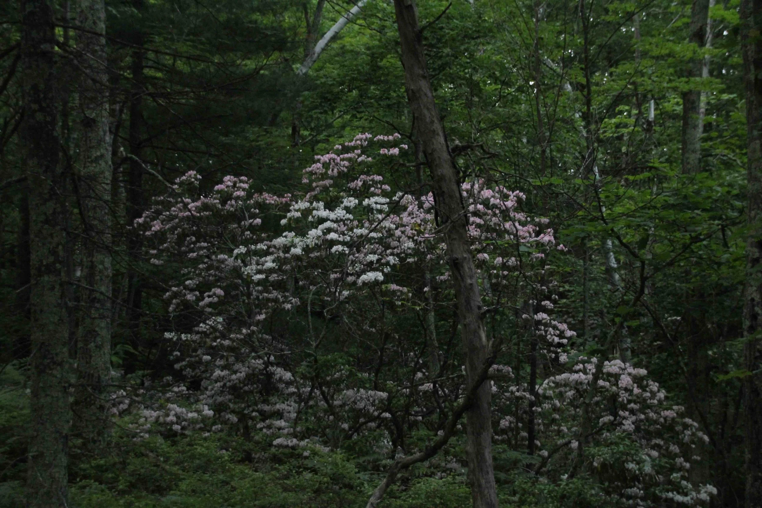 Mountain laurel.jpeg