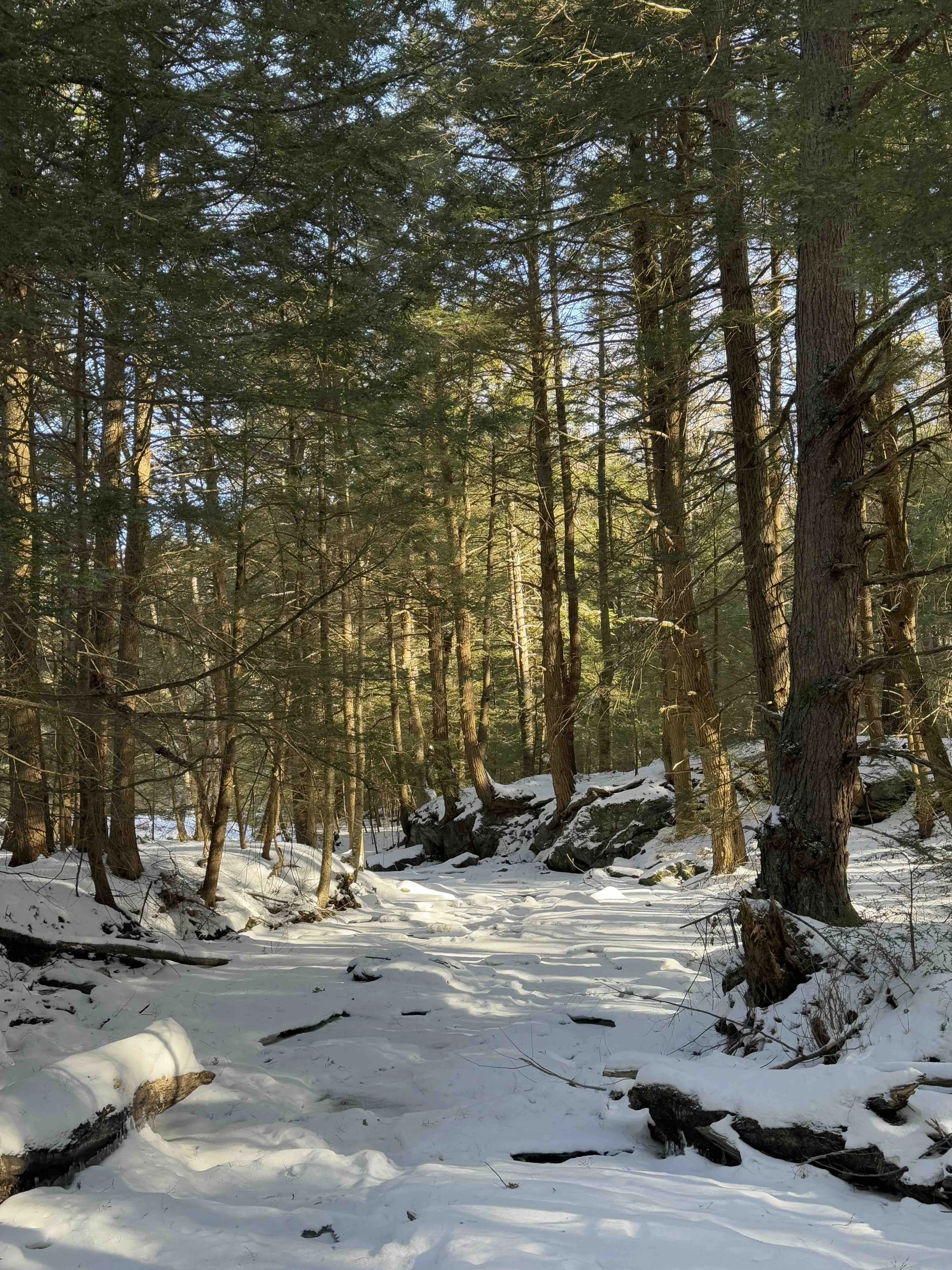 Beartown winter.jpg