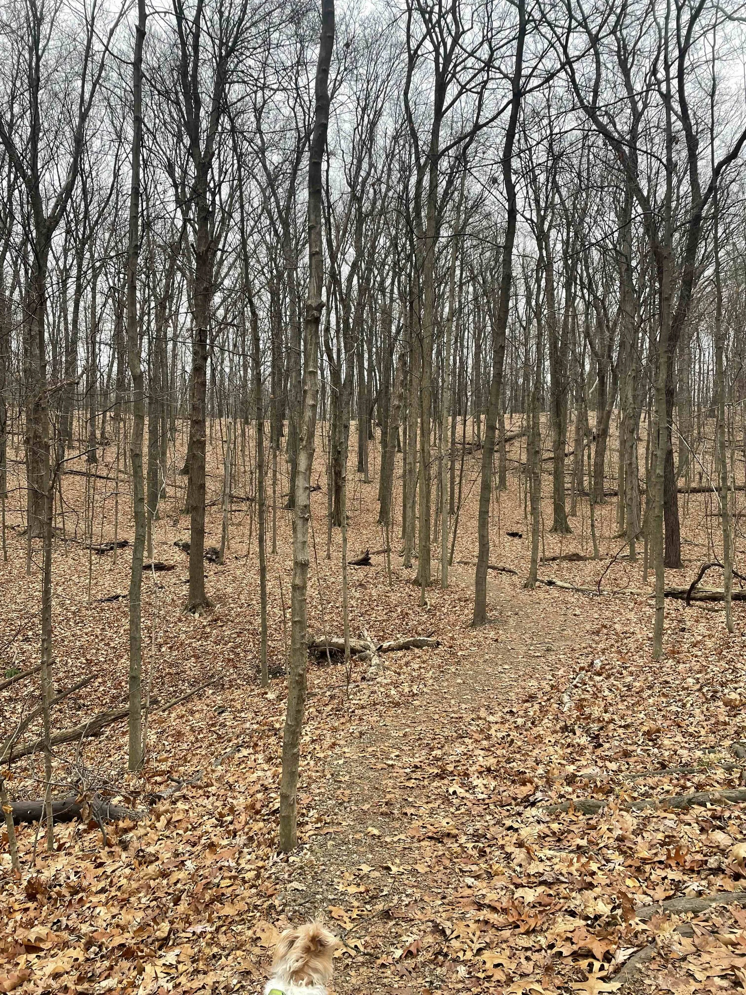 barren woods.jpg