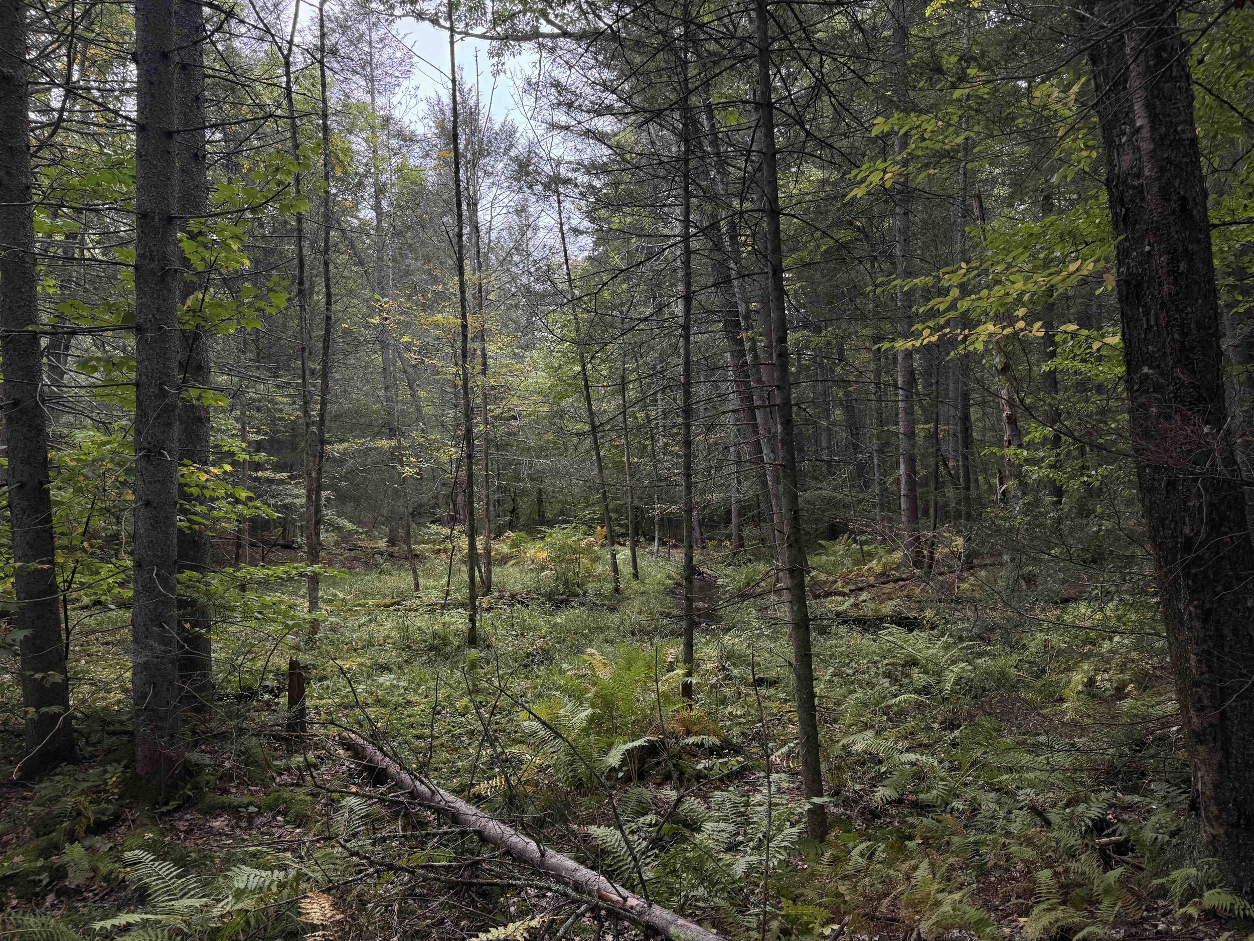 autumn swamp.jpg