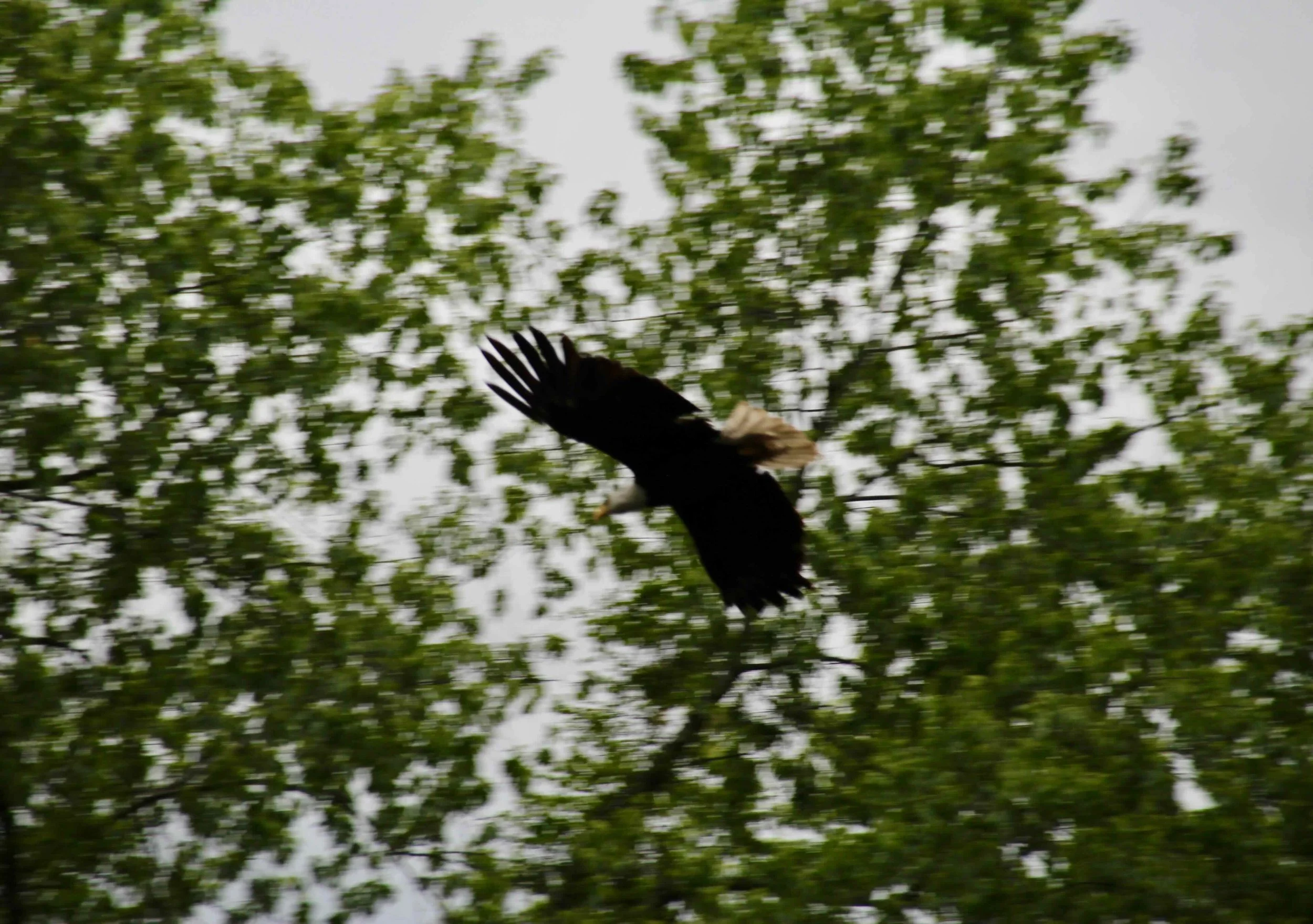 eagle in flight.jpeg