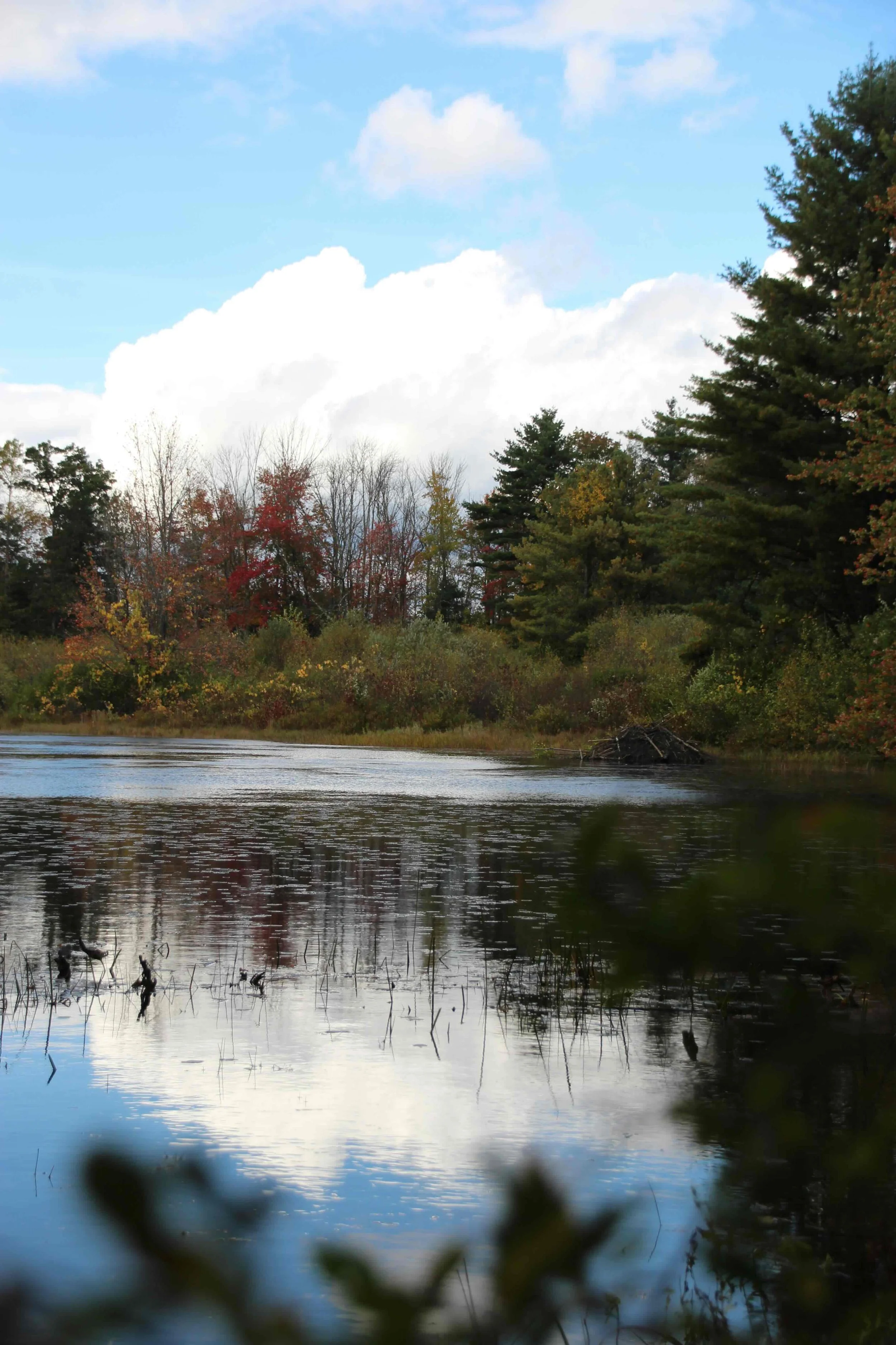 Steadman Pond.jpeg