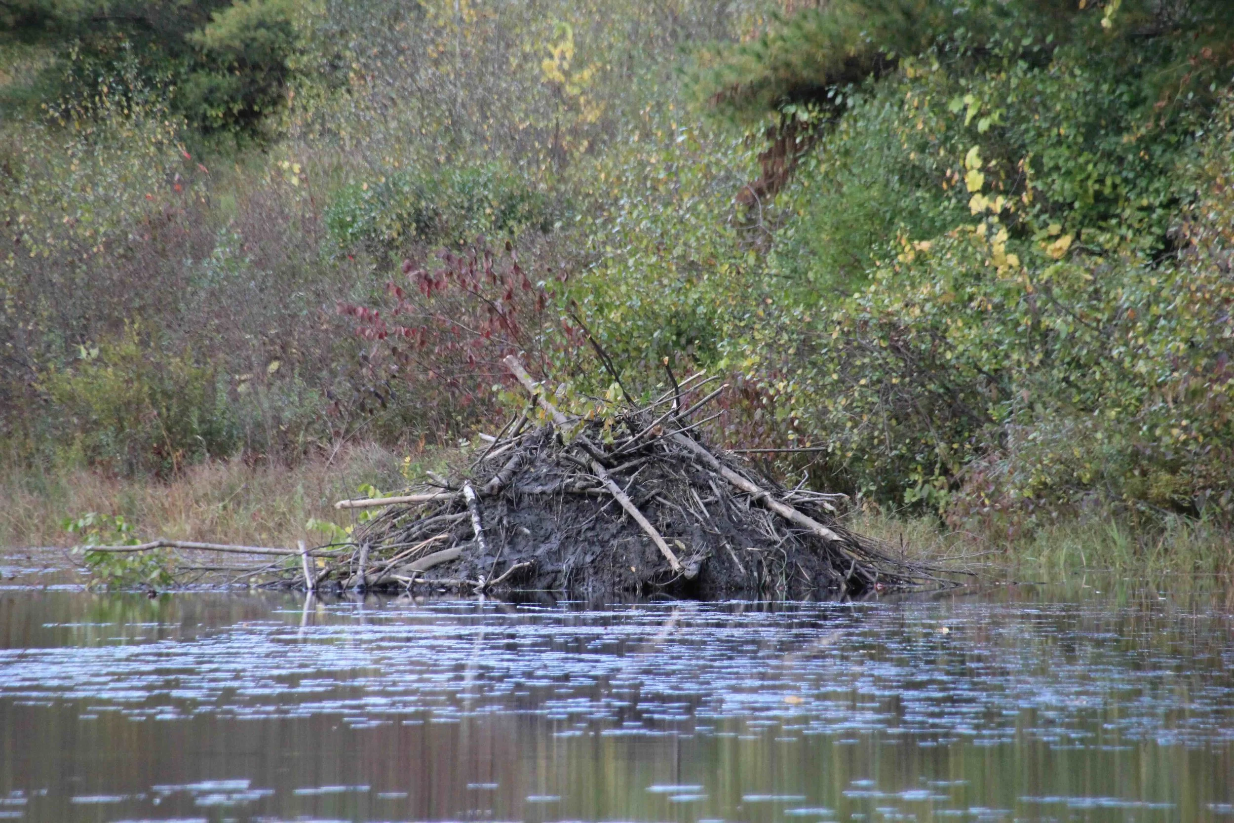 Beaver Lodge.jpeg