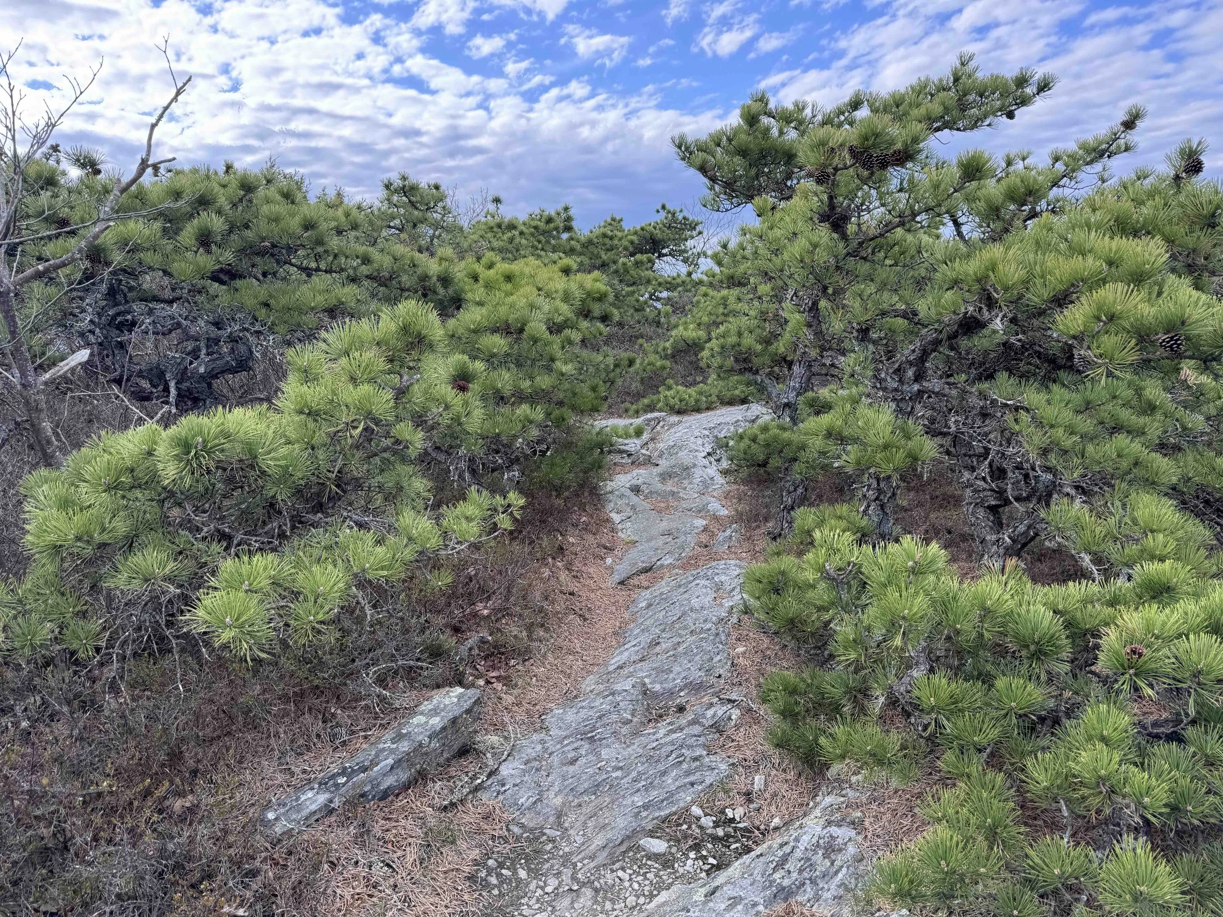 pitch pine grove.jpg