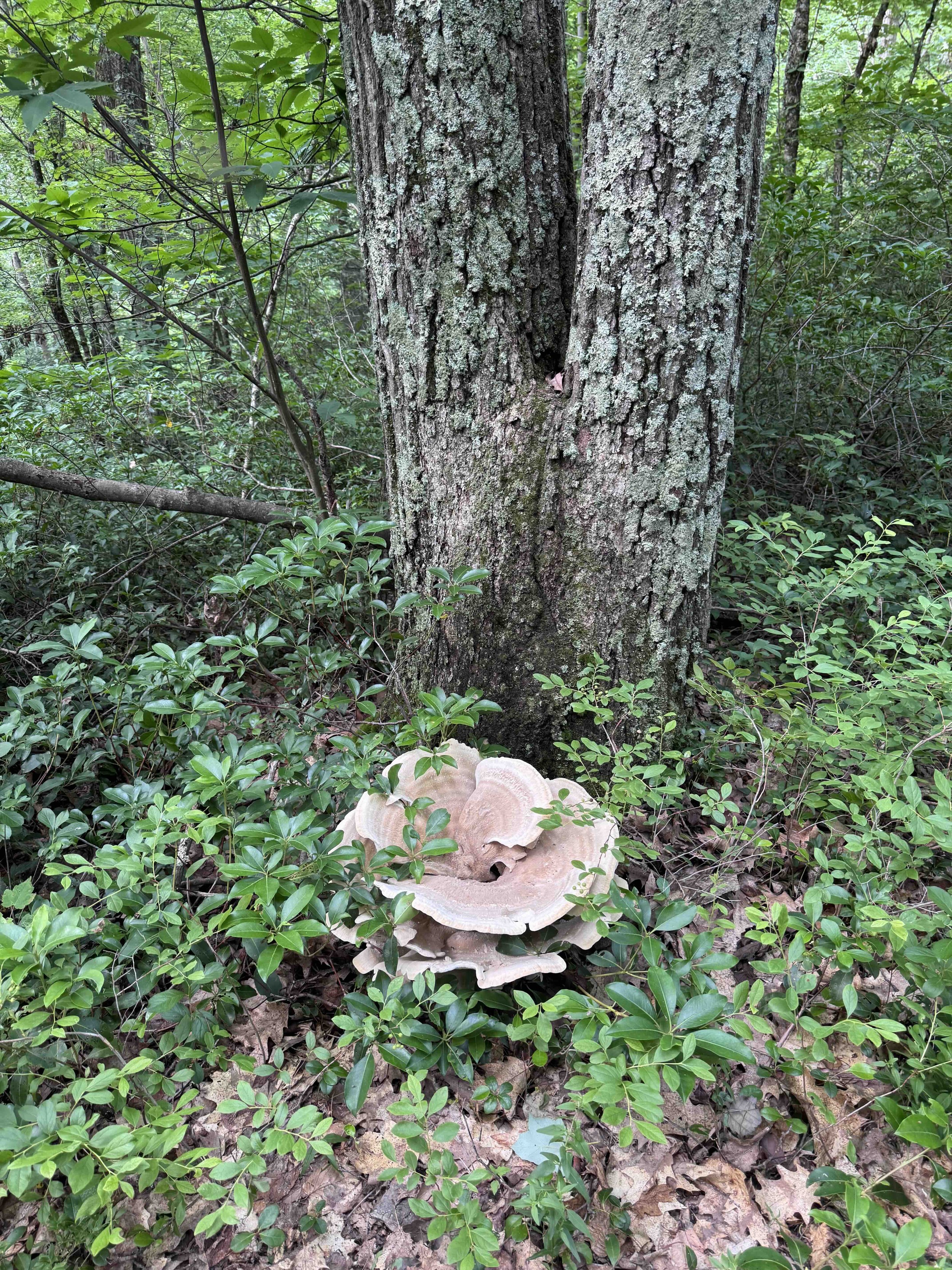 giant mushroom.jpg
