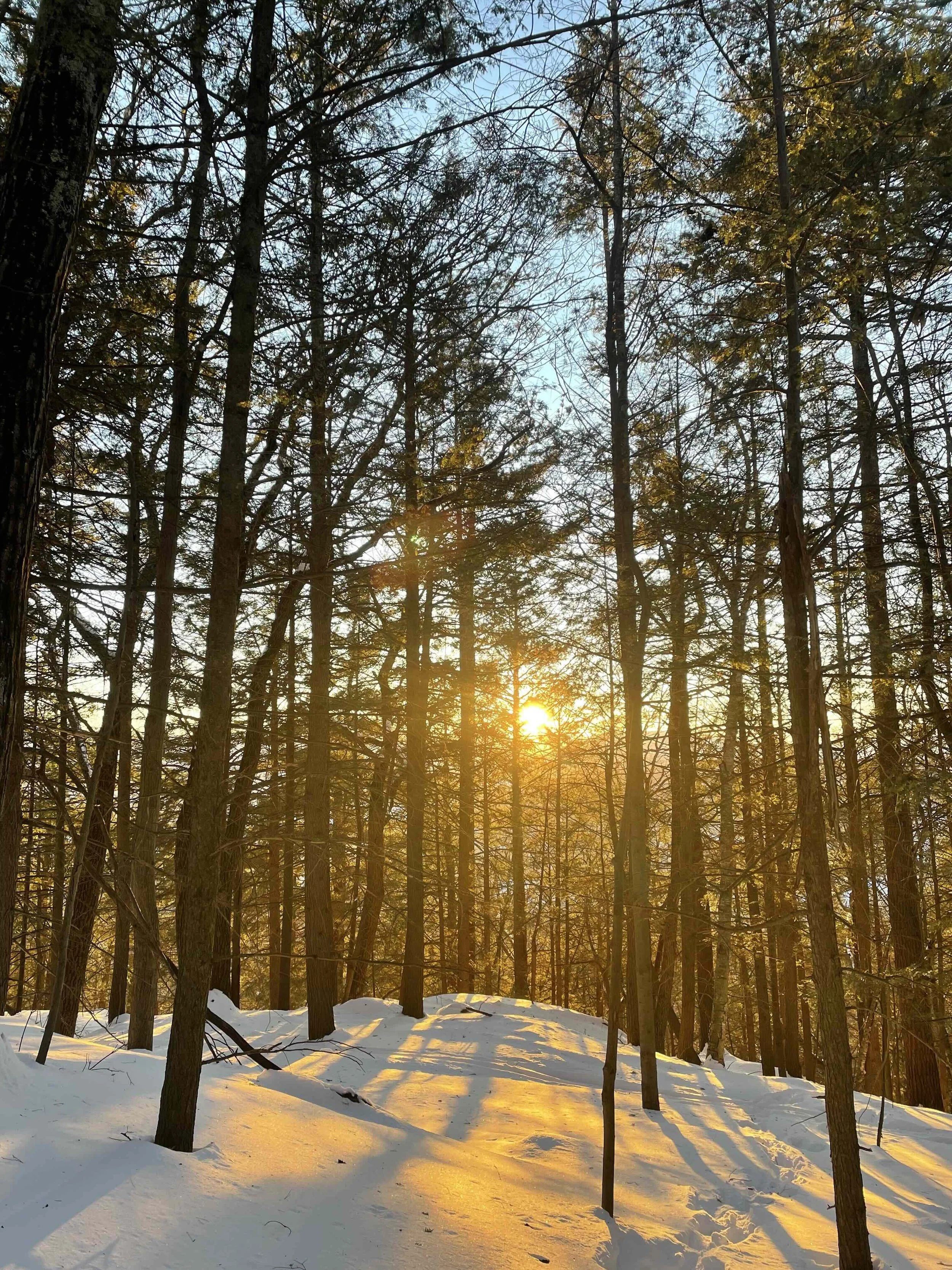 winter sun.jpg