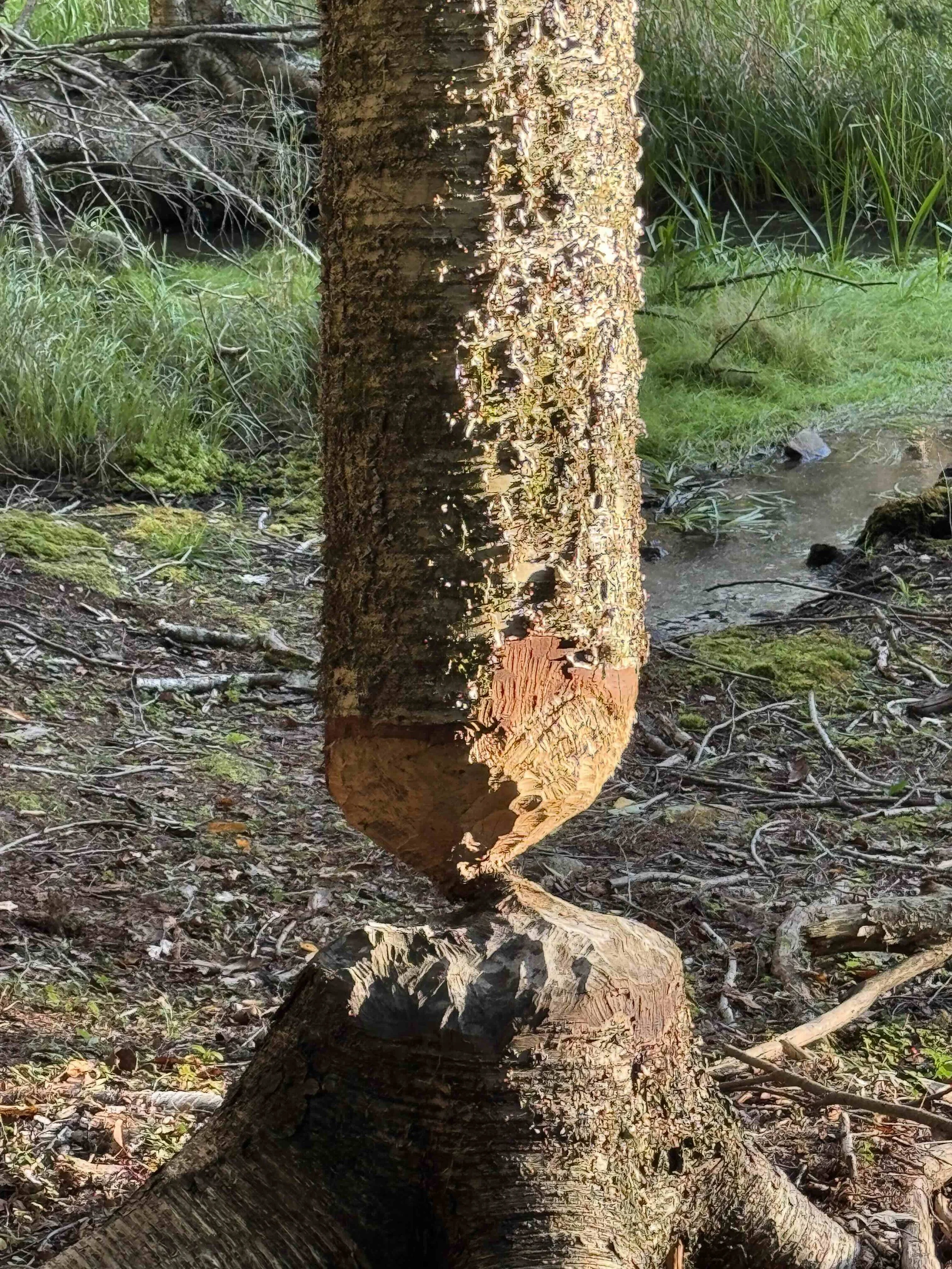 beaver work in beartown.jpg