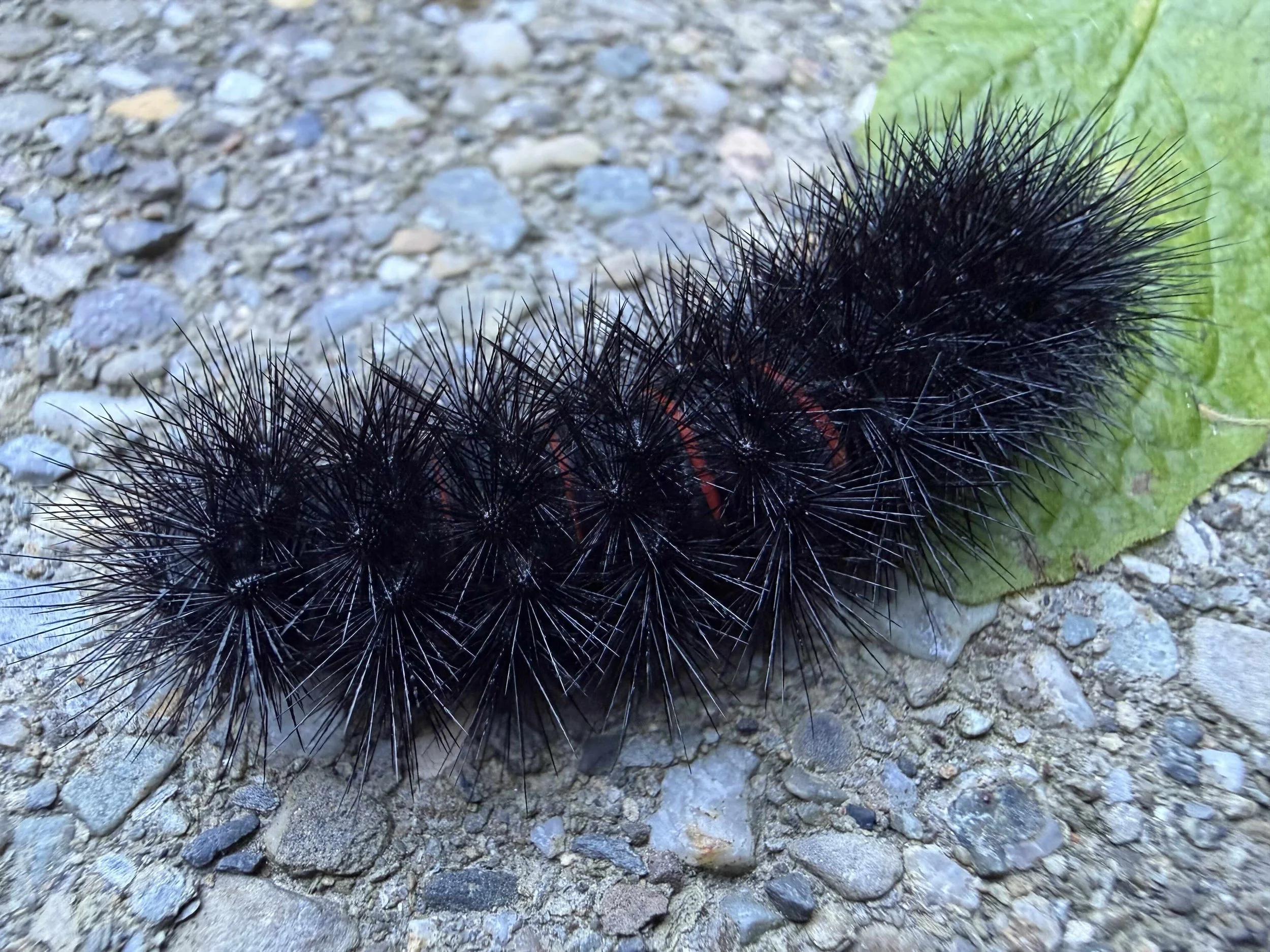 catapillar.jpg