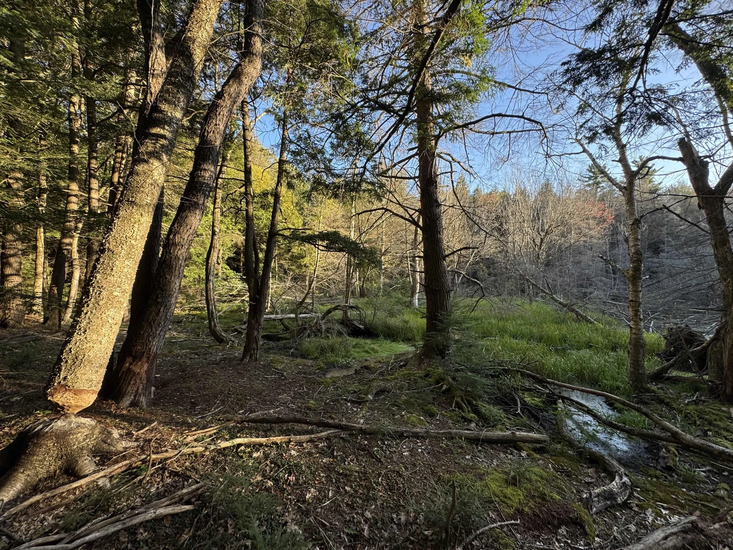 swamp land.jpg