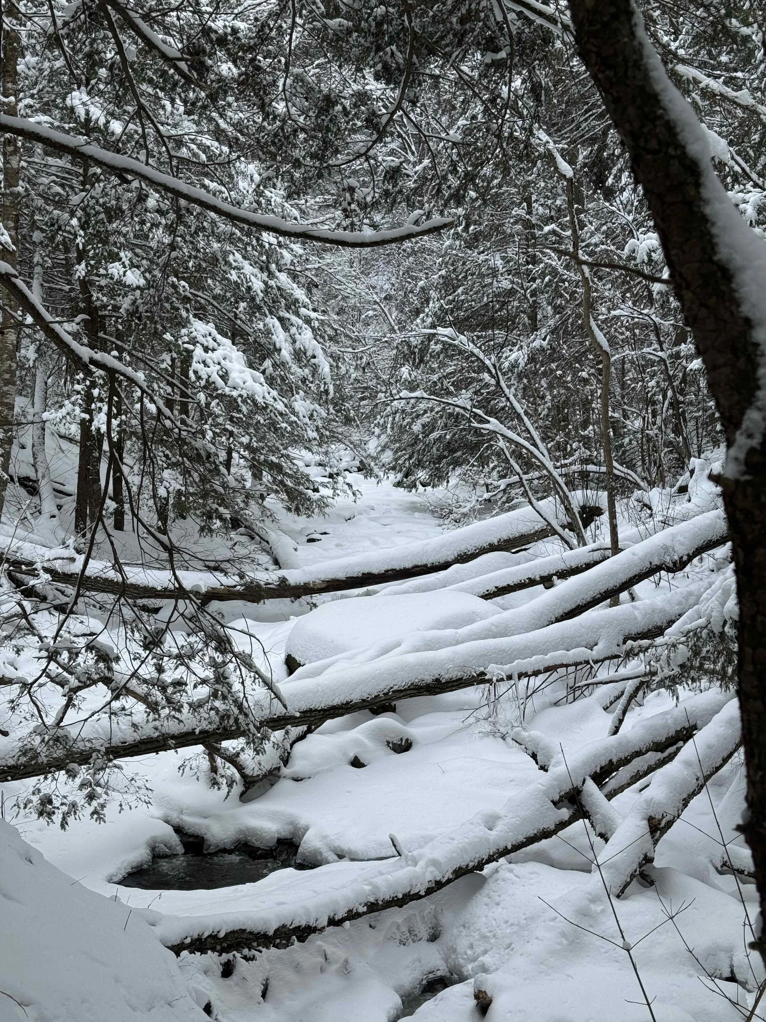 winterbrook.jpg