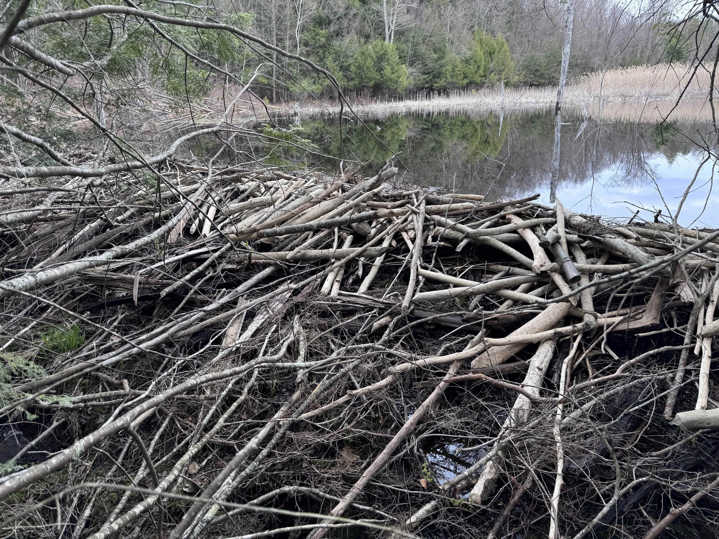 beaverdam.jpg