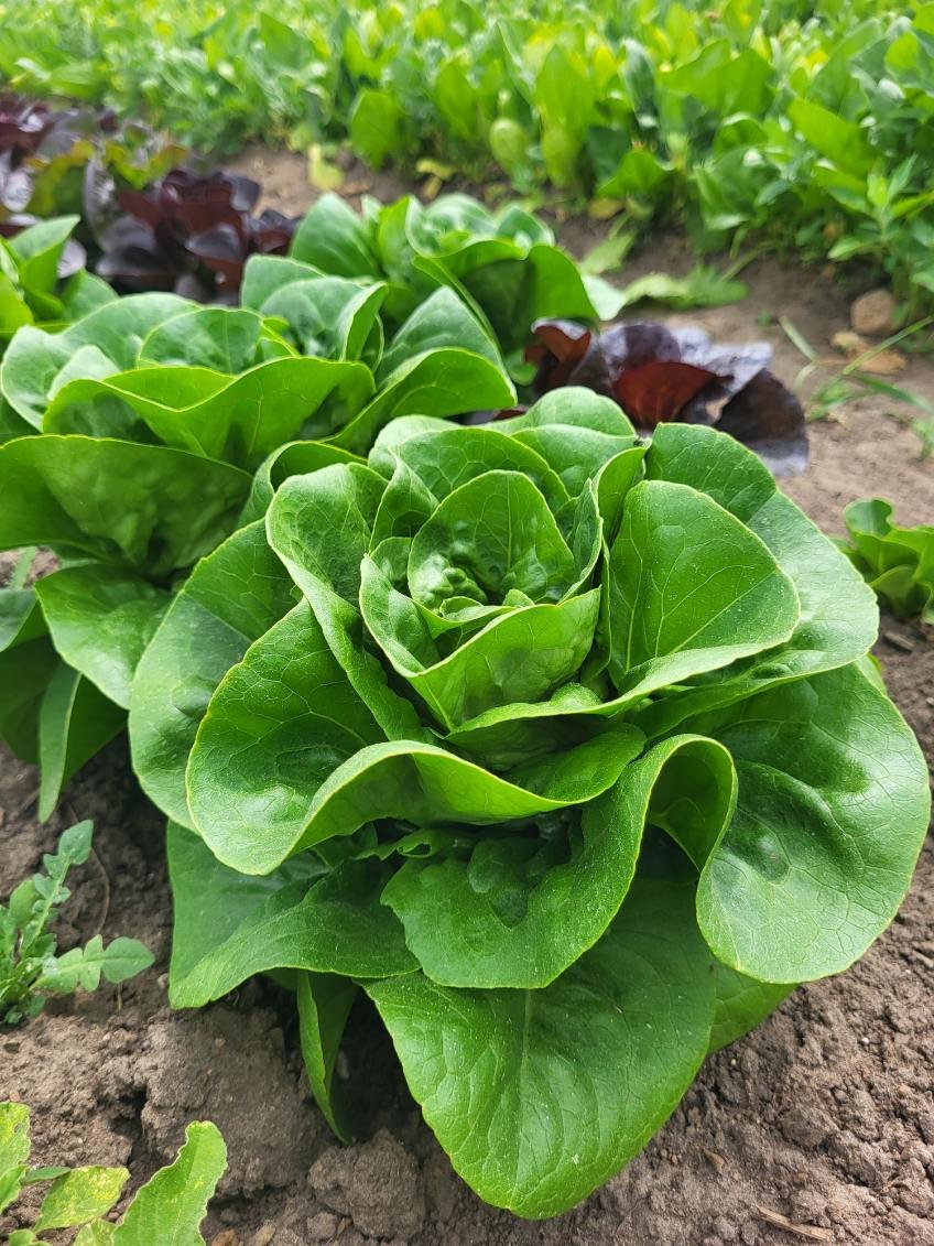 Close-up of a fresh green lettuce growing in garden soil with other greens in the background.