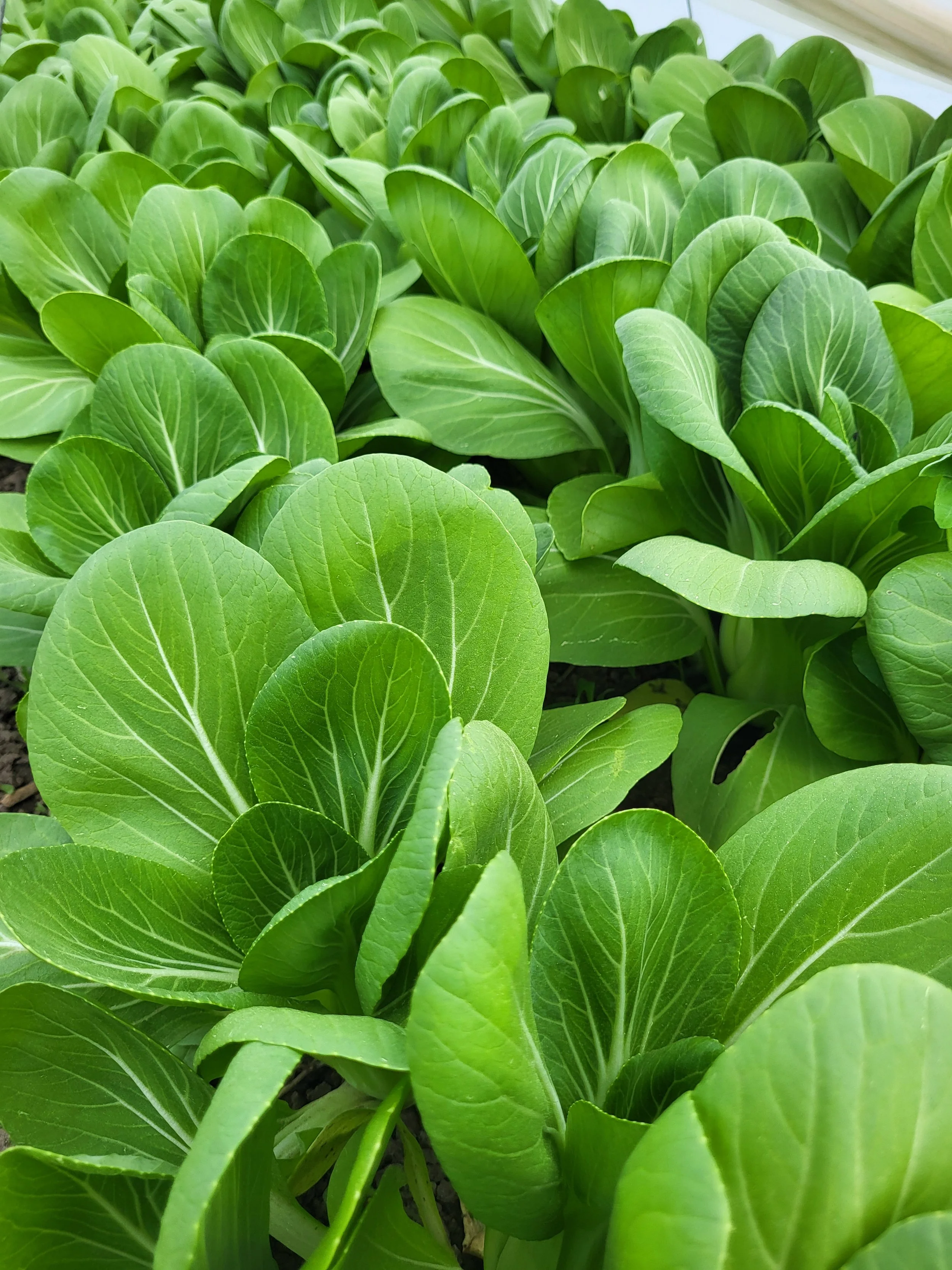 Close-up of lush green bok choy plants growing in a garden bed.