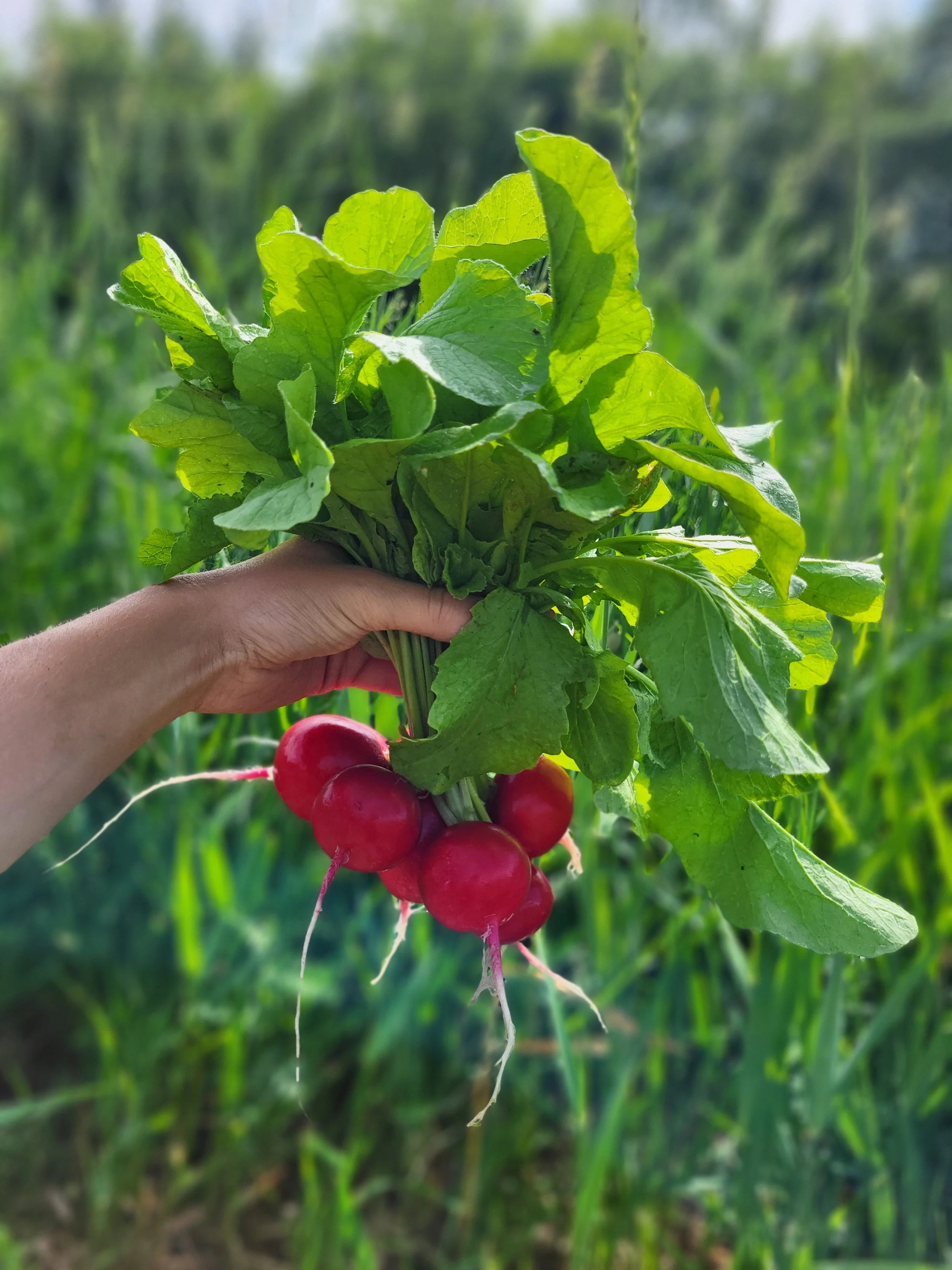 Hand holding a bunch of radishes with green leaves attached, growing in a garden or field.