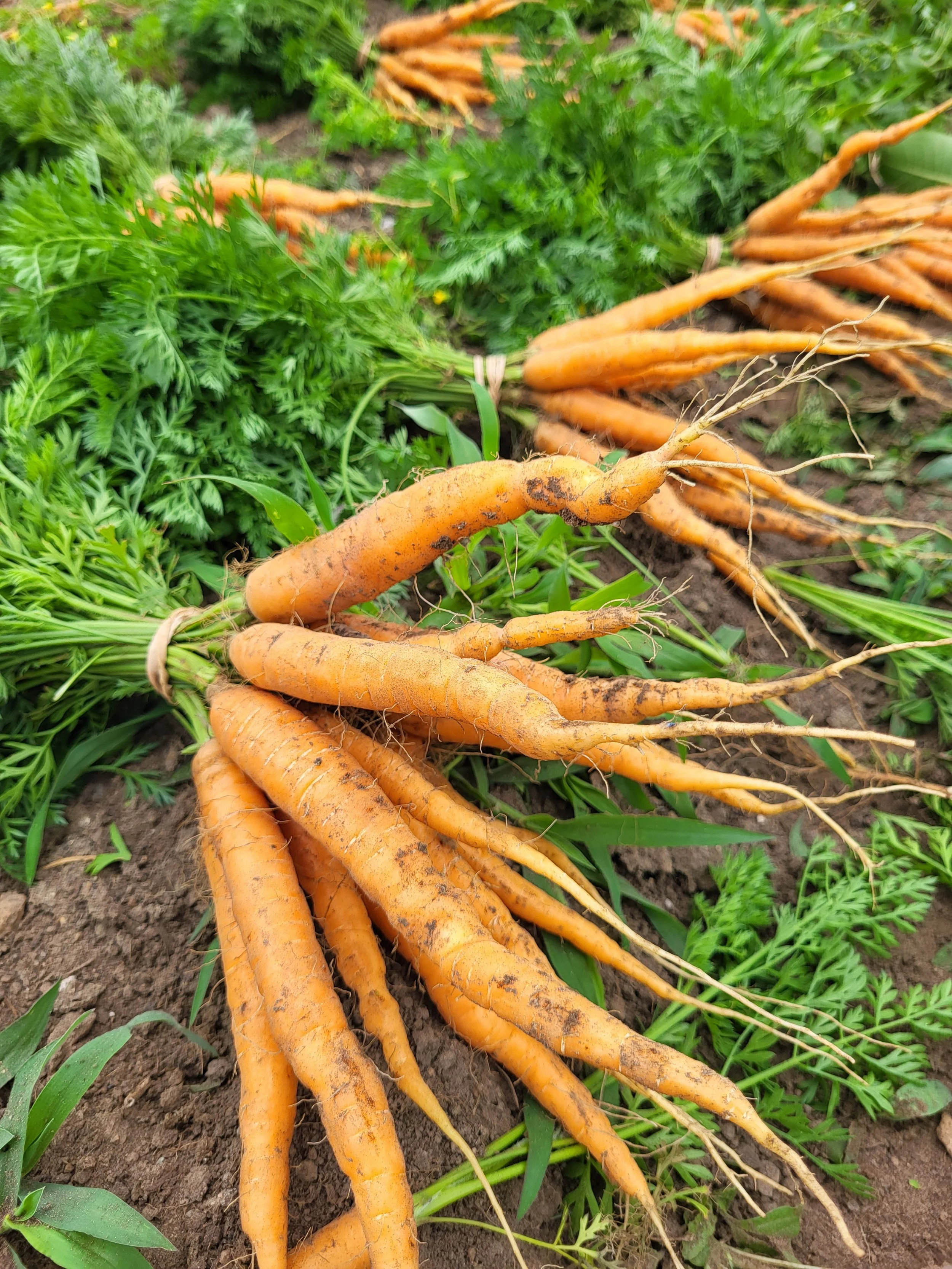 Freshly harvested carrots with green tops lying on soil in a garden.