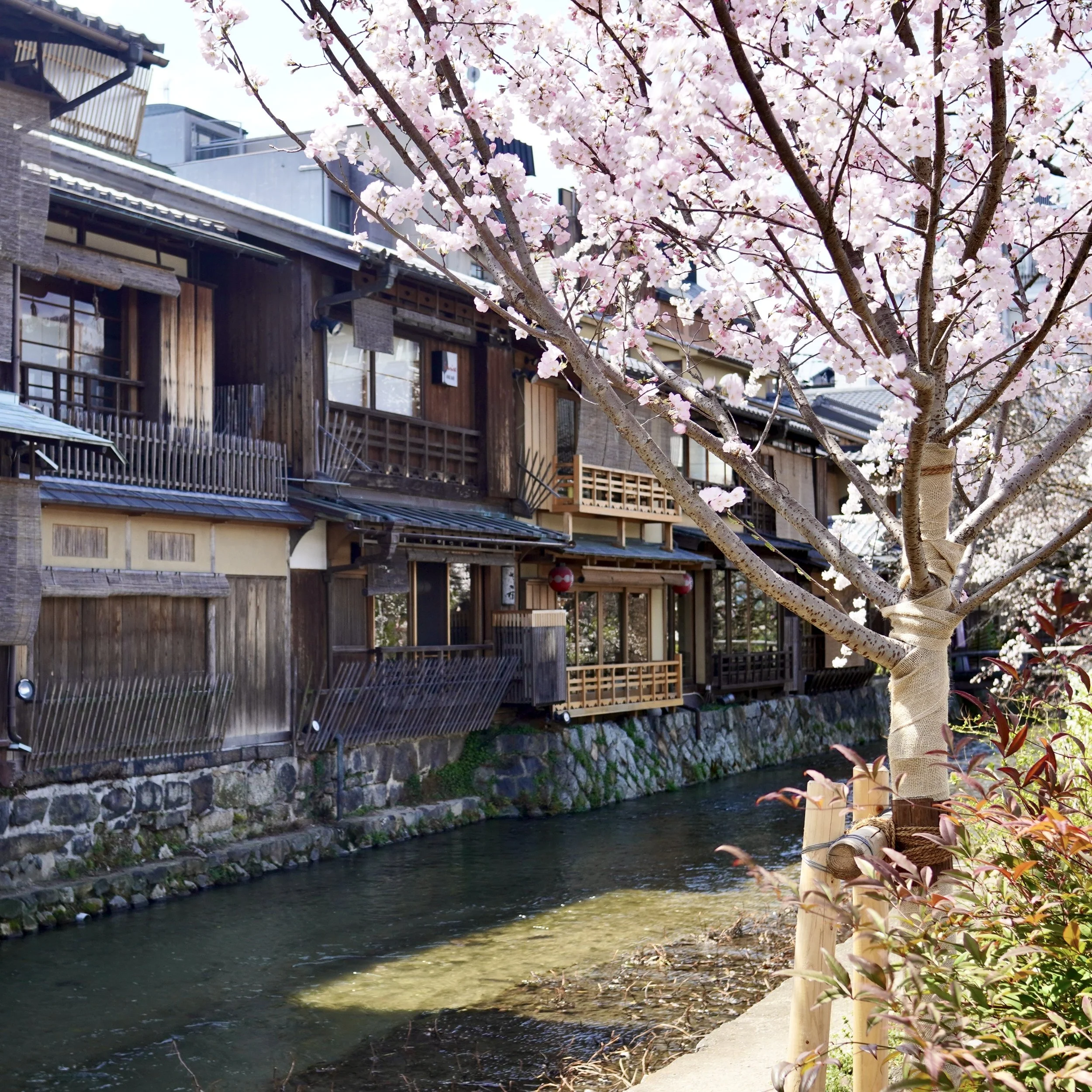 A picturesque street in the Gion district of Kyoto featuring traditional wooden machiya houses along a small canal, with a cherry blossom tree in full bloom in the foreground.