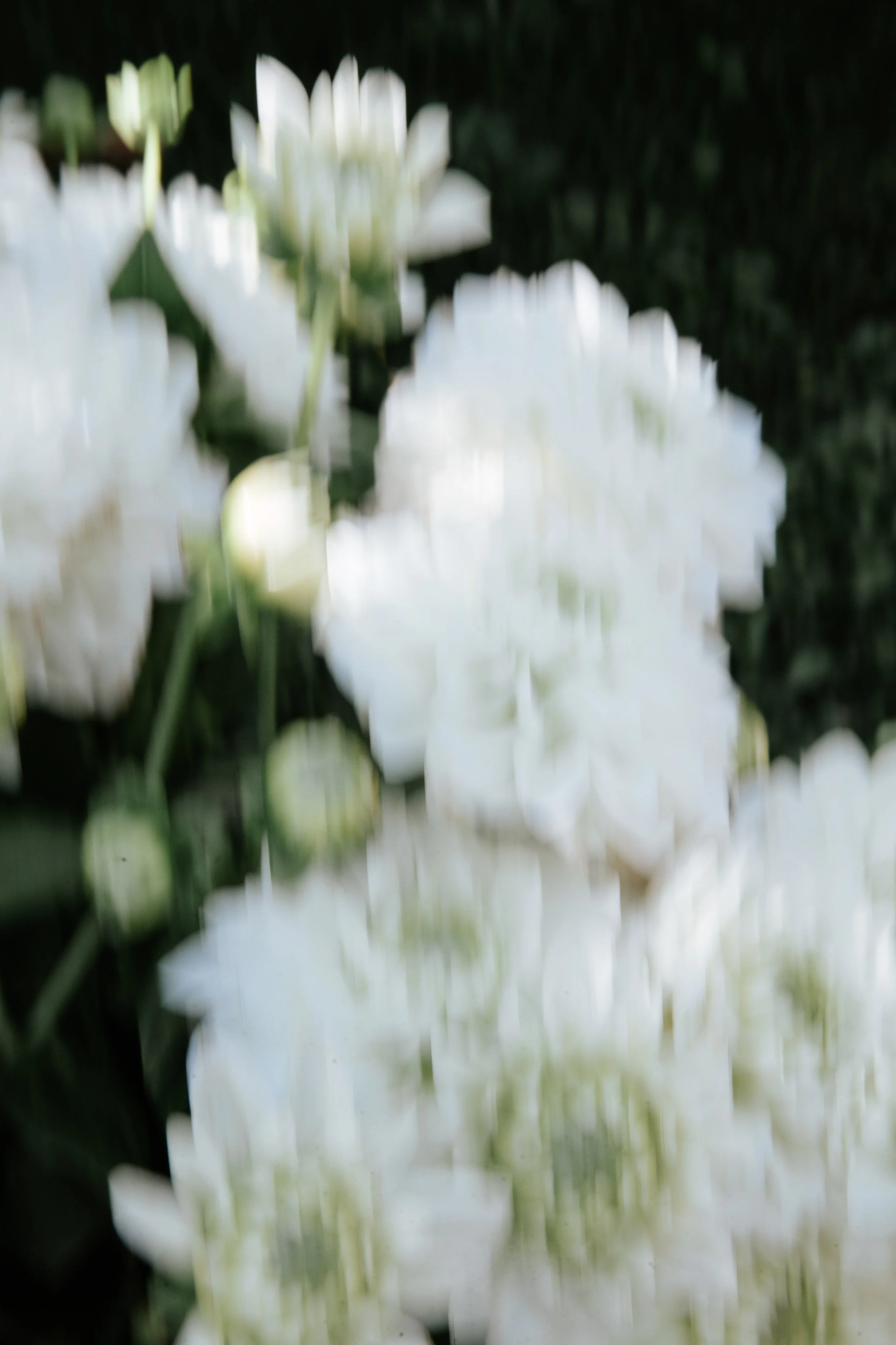Giglio bianco in fiore con sfondo verde scuro.