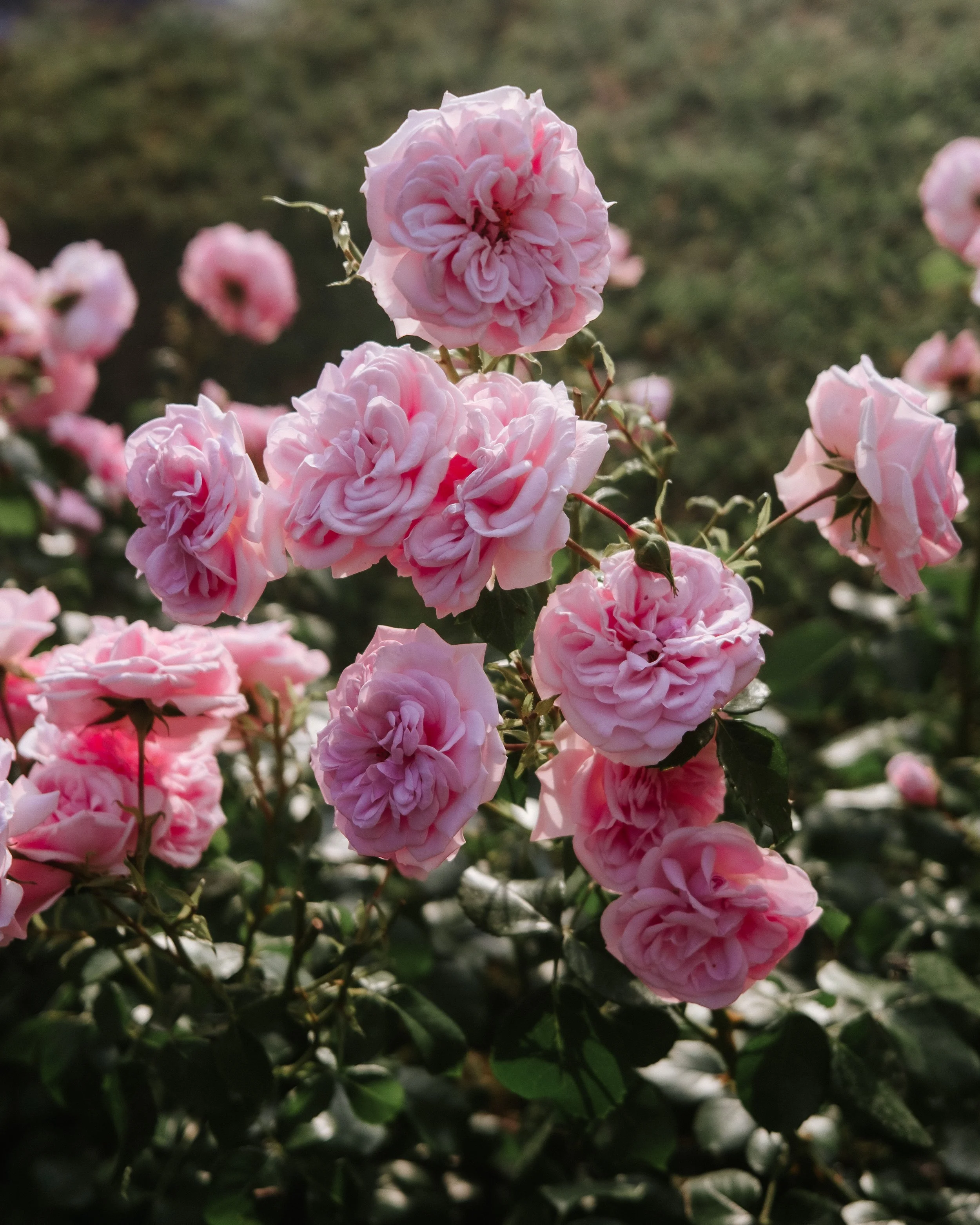 Roses flower at Corte Gondina Hotel, la morra, langhe, piedmont.