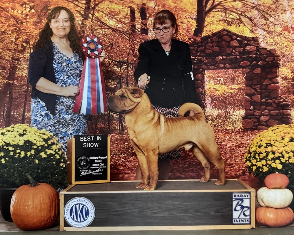 Shar Pei.jpg