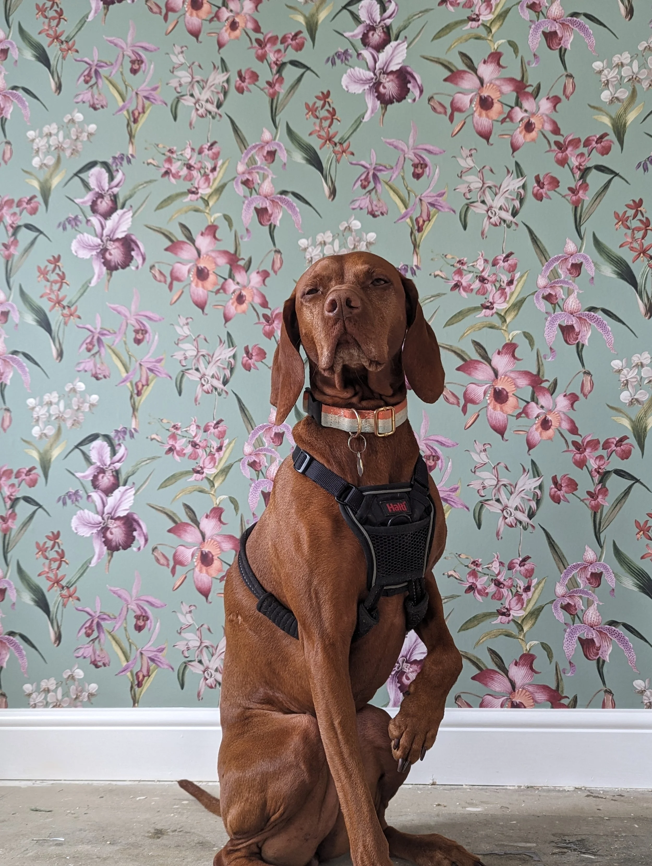 A brown dog with long ears and a serious expression sitting in front of a floral wallpaper background, wearing a harness and collar.