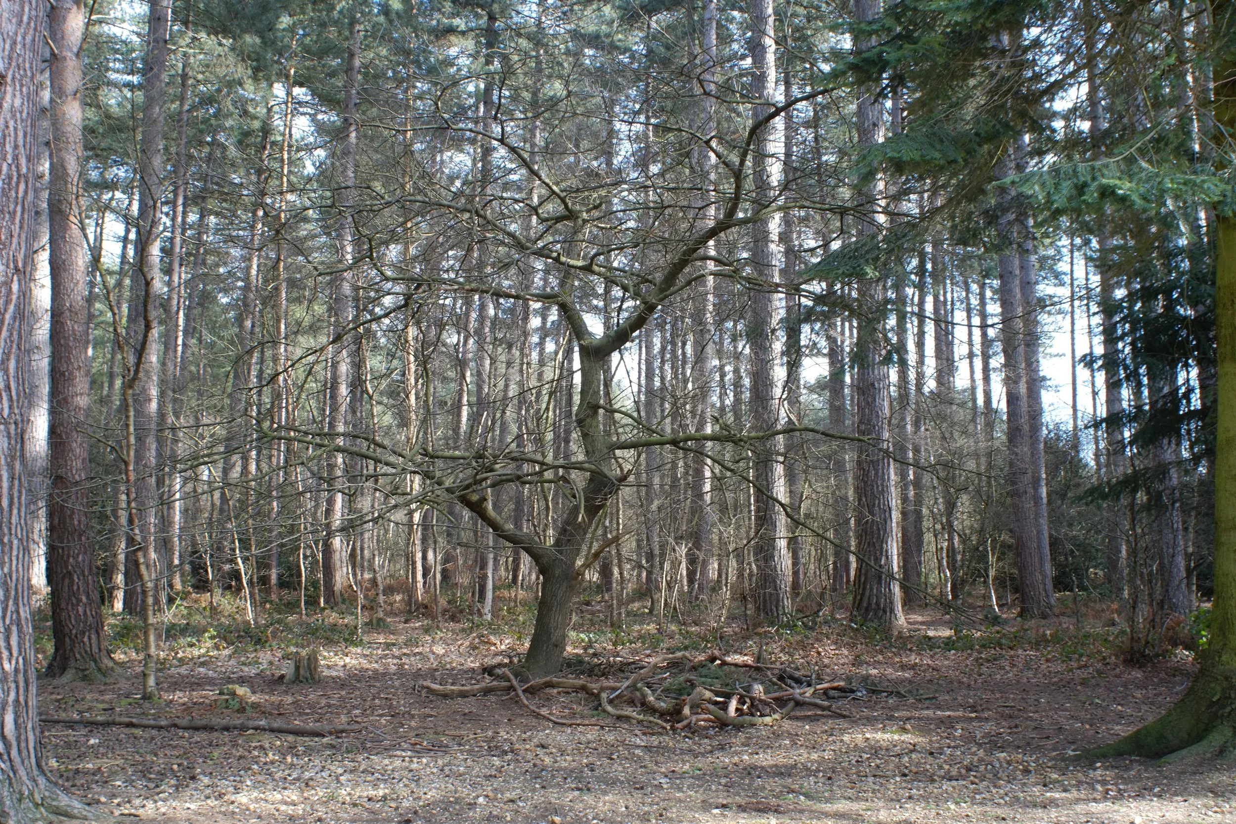 A leafless tree with tangled branches in the middle of a forest with tall evergreen trees in the background.