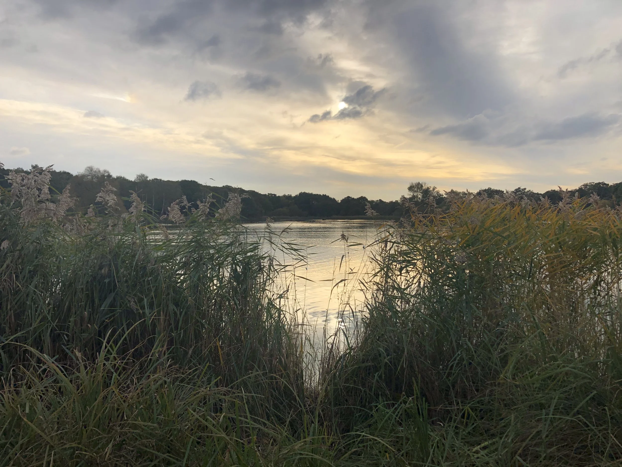 A peaceful river scene at sunset with tall grasses in the foreground, a cloudy sky with hints of sunlight, and trees lining the horizon.