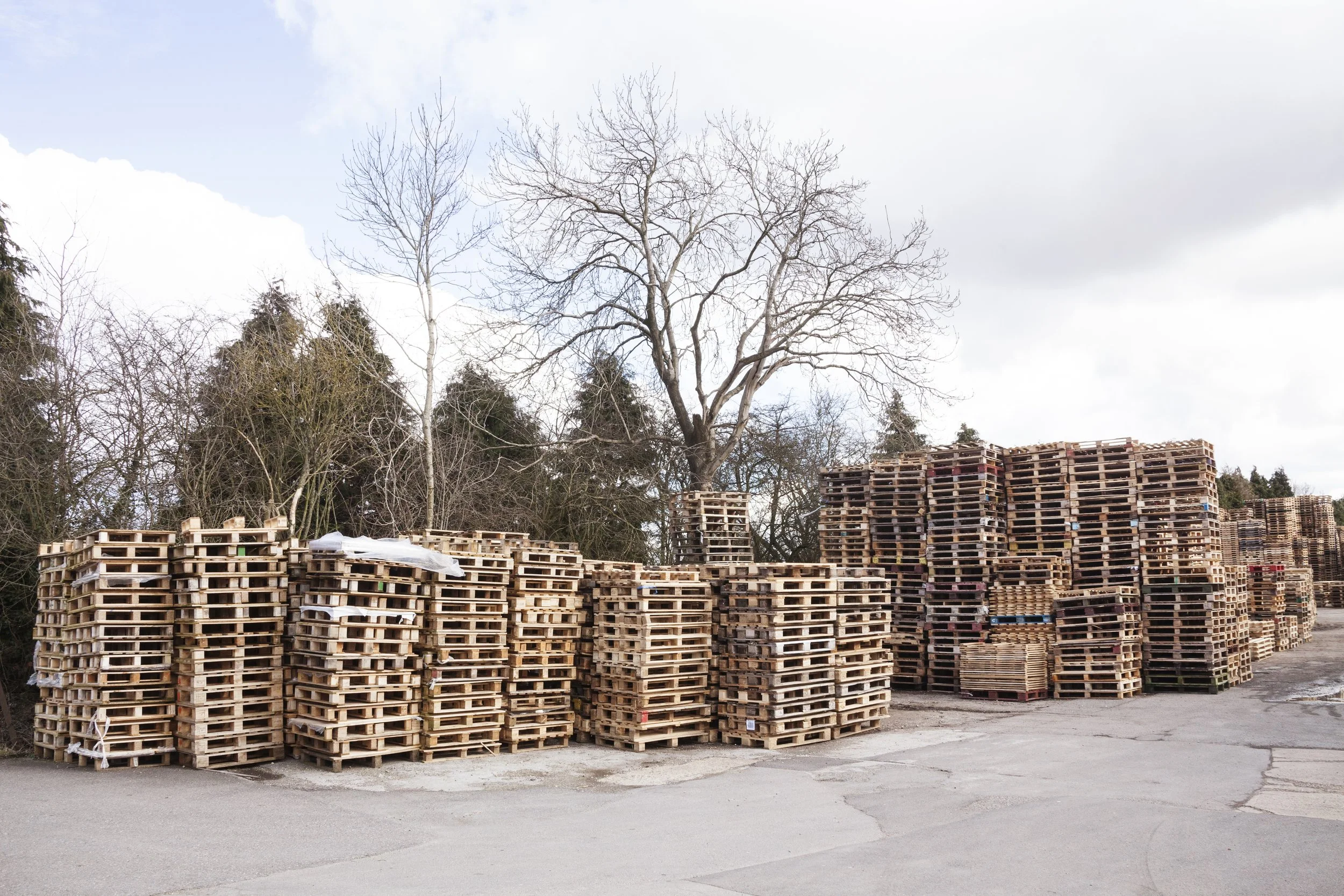 Large stacks of wooden pallets arranged outdoors near leafless trees on a cloudy day.