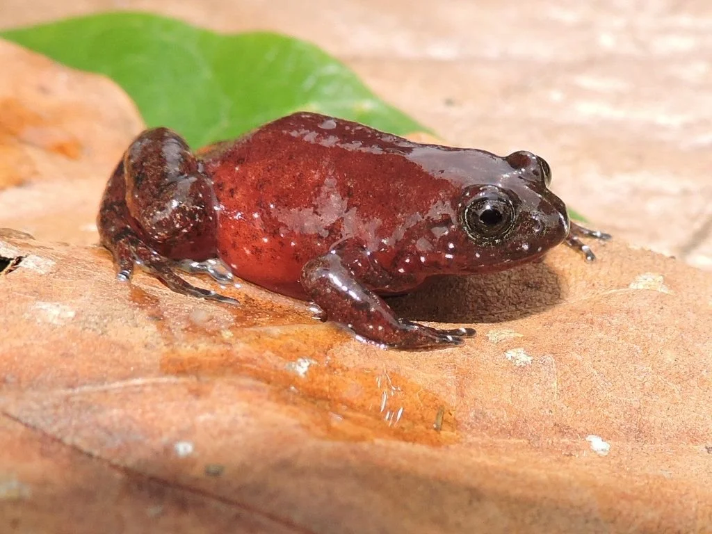 A picture of a Redbelly Egg Frog on a brown leaf with a green leaf in the background.
