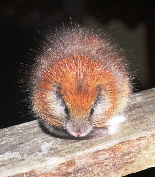 Close-up of a Red-crested tree-rat resting on a wooden surface.