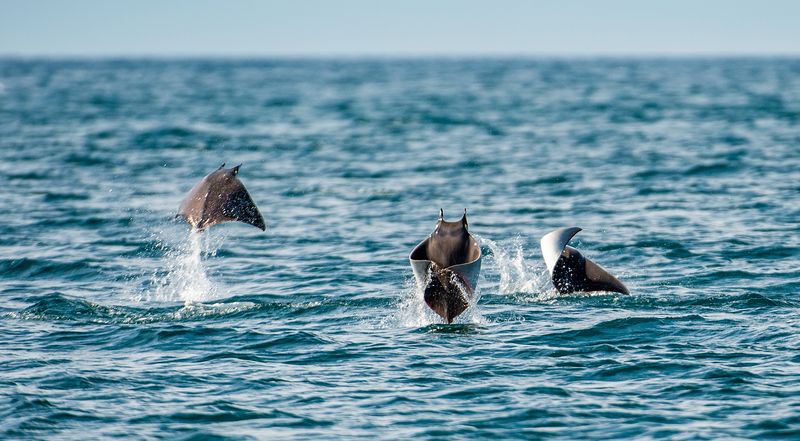 Three Mobula mobular jumping out of the water in the ocean, with one mid-air and the other two partially submerged.