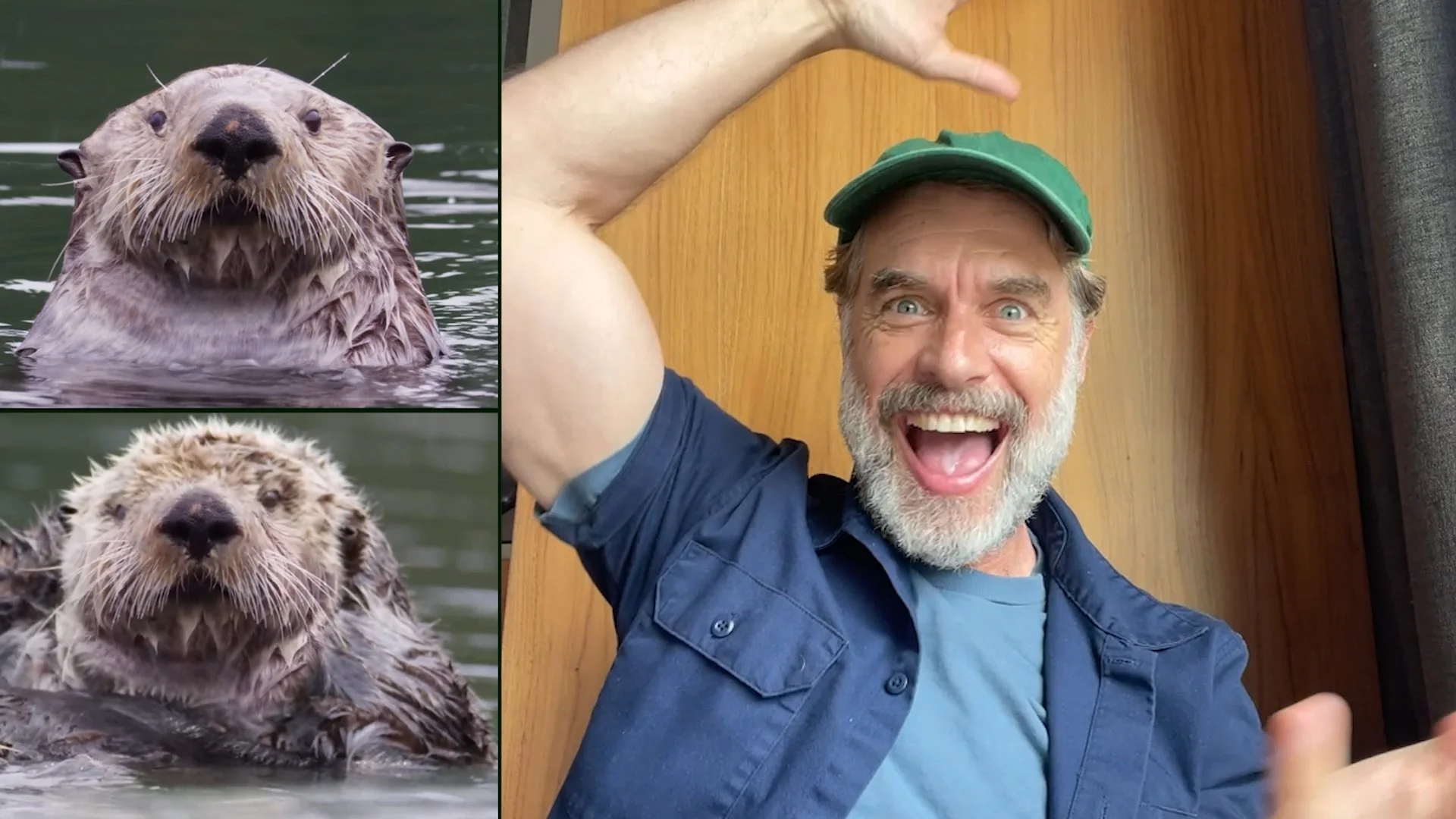 A composite image showing two stills of an otter on the left and the right a picture of Murray Bartlett smiling with a gray beard and blue eyes, wearing a green cap and blue shirt, waving with one arm raised, in front of a wooden panel wall.