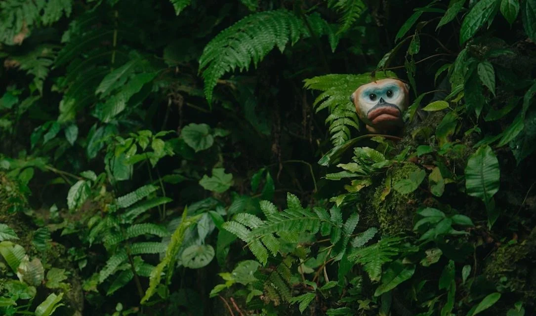 A dense jungle scene with green leaves and ferns. No Nose, a puppet interpretation of the Tonkin short-nosed monkey, is hidden among the leaves looking out towards the camera.