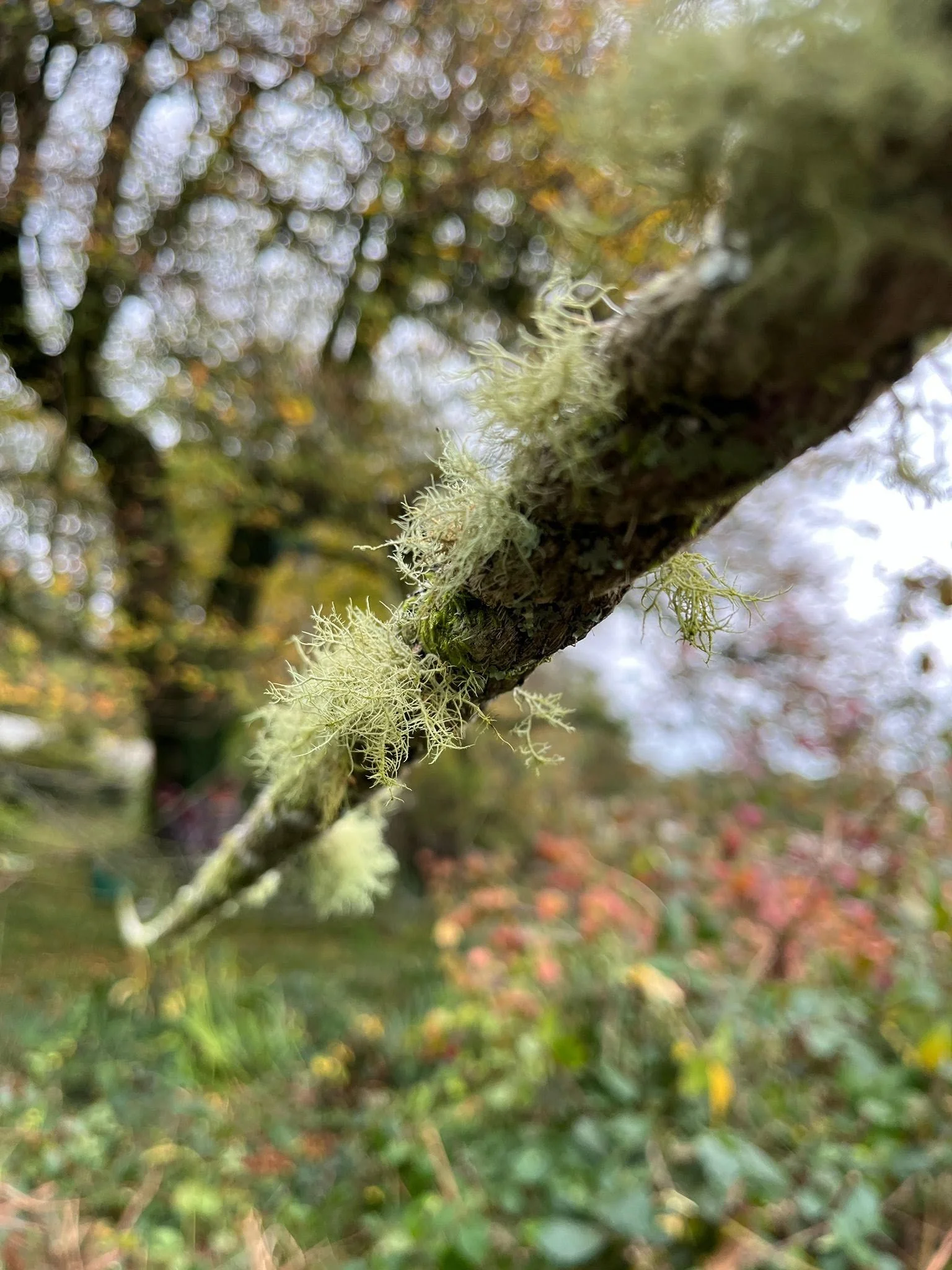 Close-up of lichen growing on a tree branch with a blurred background of trees and autumn foliage.