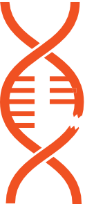 Stylized orange DNA double helix with a section  appearing to be broken like the FOXG1 gene mutation causing FOXg1 syndrome.