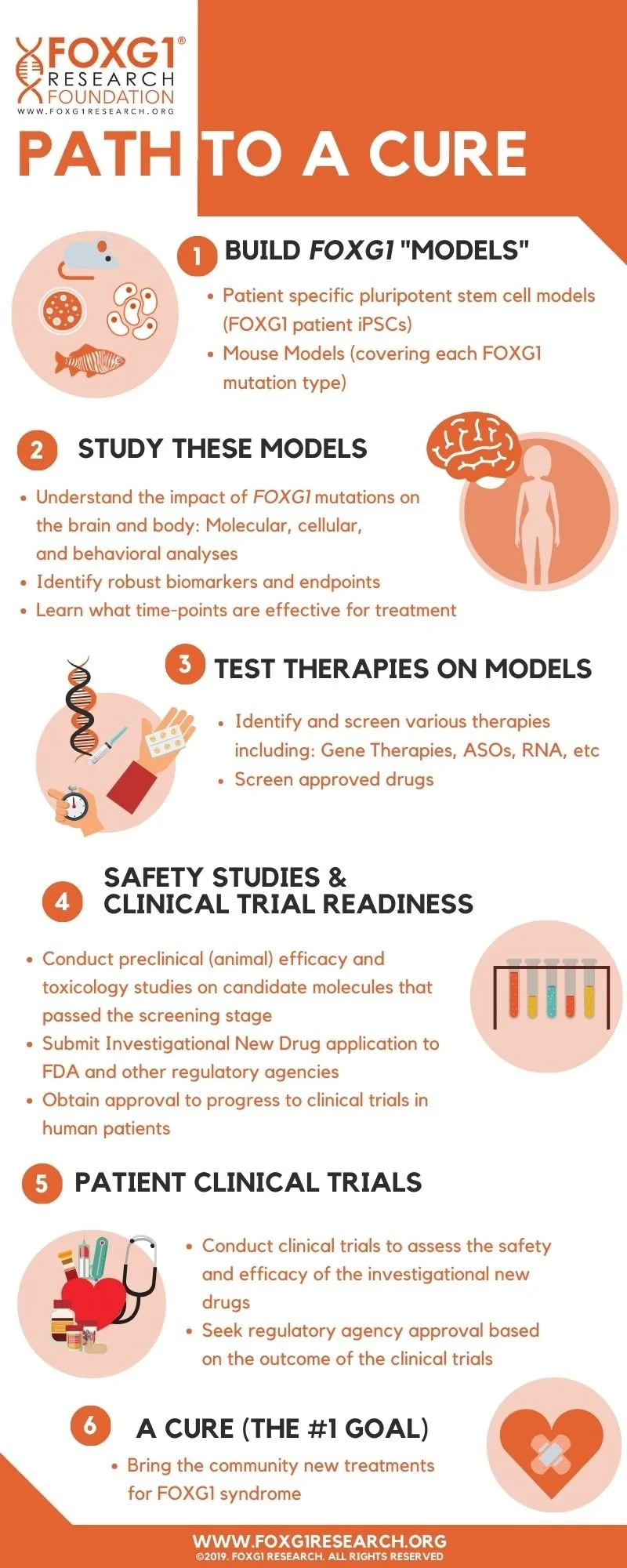 A graphic infographic outlining the steps of research for FOXG1 syndrome, including building models, studying them, testing therapies, conducting safety and clinical trials, and ultimately finding a cure, with related icons and text.
