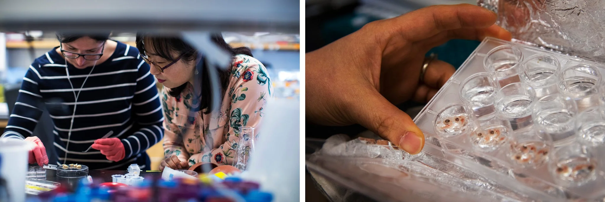 Left, Soo-Kyung watching a postdoctoral fellow with mouse brains in her lab at OHSU. Right, examining chicken embryos. She has begun aiming her research at understanding Yuna’s brain disorder.CreditRuth Fremson/The New York Times
