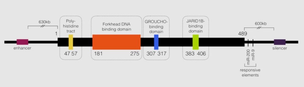 Diagram of a genetic DNA sequence illustrating different binding domains, including Poly-histidine, Forkhead, GROUCHO, and JARID1B, with specific base pair positions marked.