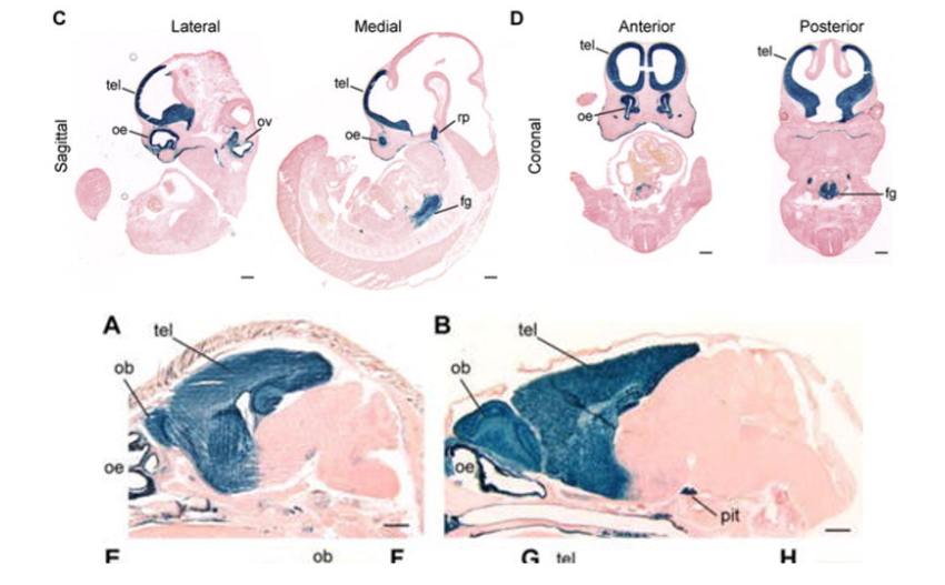 Diagrams of the anatomy of the human head showing different views and sections, including lateral, medial, anterior, and posterior, with labels for structures such as tel (telencephalon), oe (optic eye), ov (olfactory ventricle), rg (retinal ganglion), fg (focal gland), ob (olfactory bulb), pit (pituitary), and tel (telencephalon).