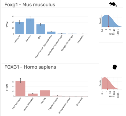 FOXG1 in cells