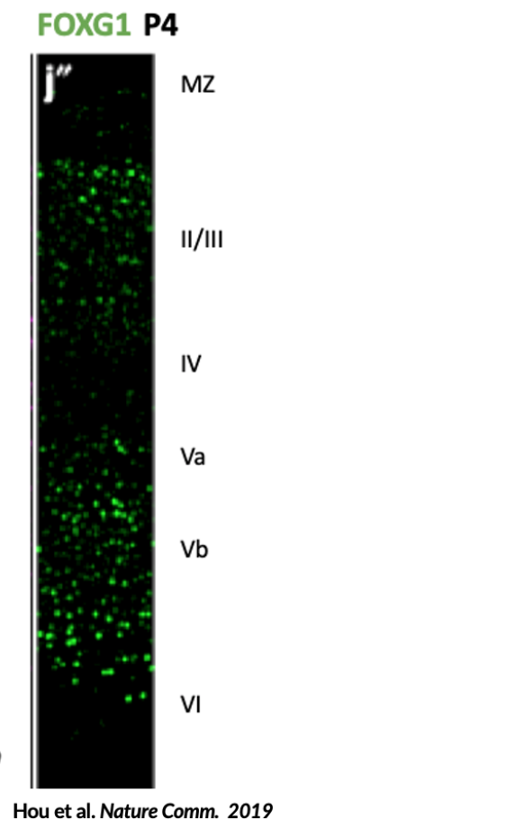 Fluorescence in situ hybridization image showing FOXG1 gene expression across different layers of brain tissue, with green dots indicating gene presence in layers MZ, II/III, IV, Va, Vb, and VI.