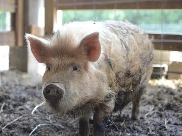 penny pig [farm].jpg